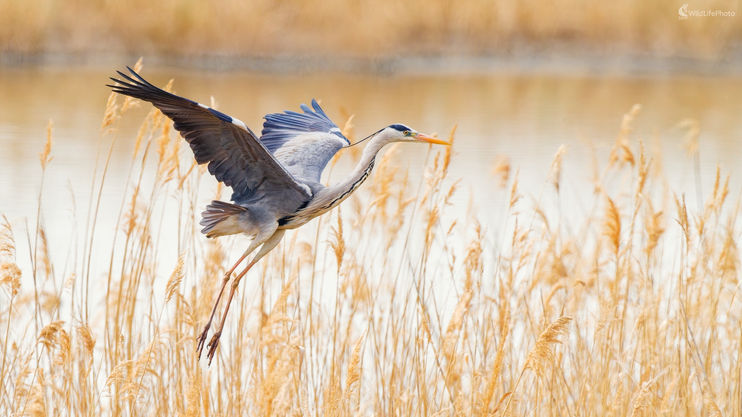 Krídla aniela... (Bohuš Číčel)