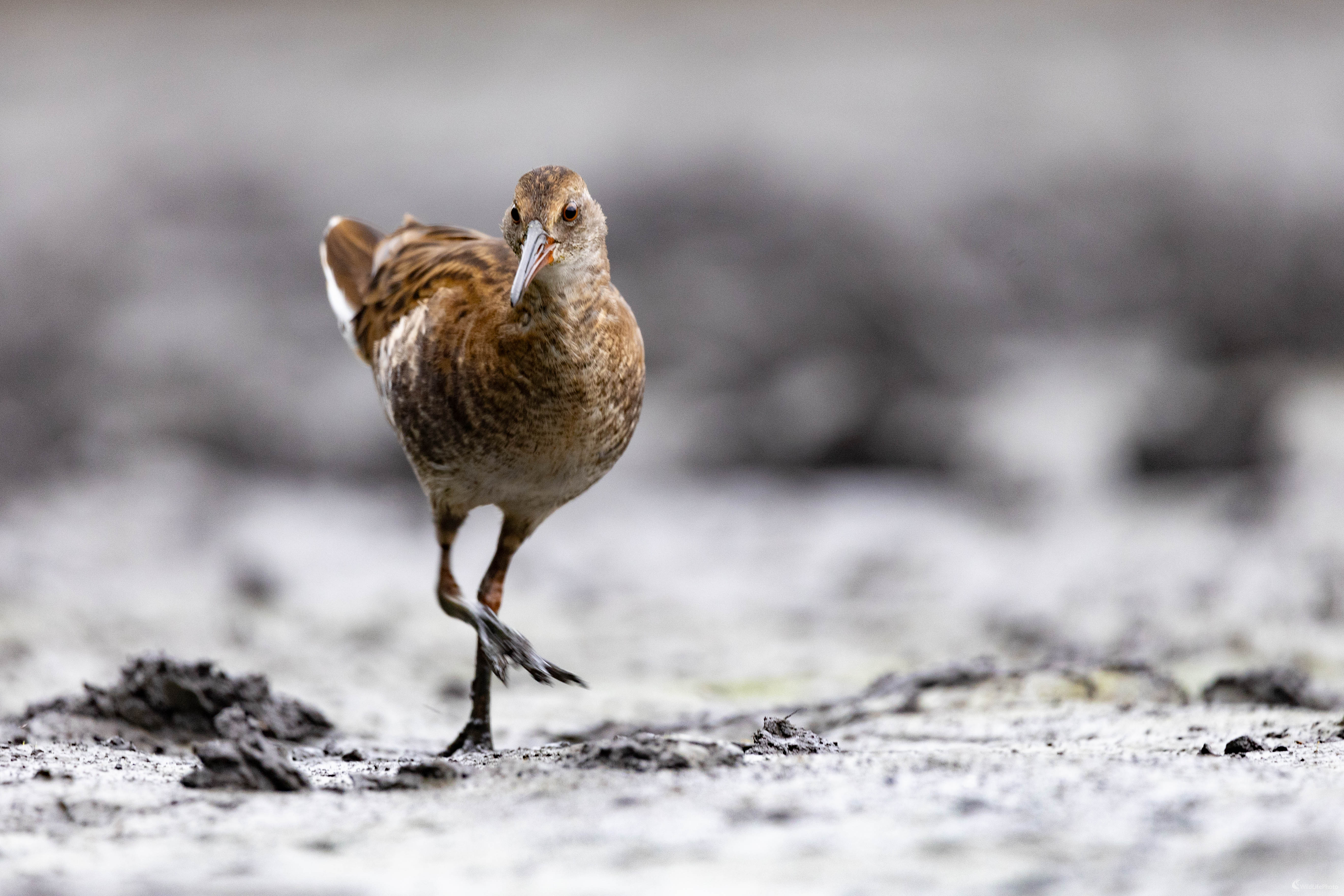 Chriaštel vodný... (Miroslav Vrabel)