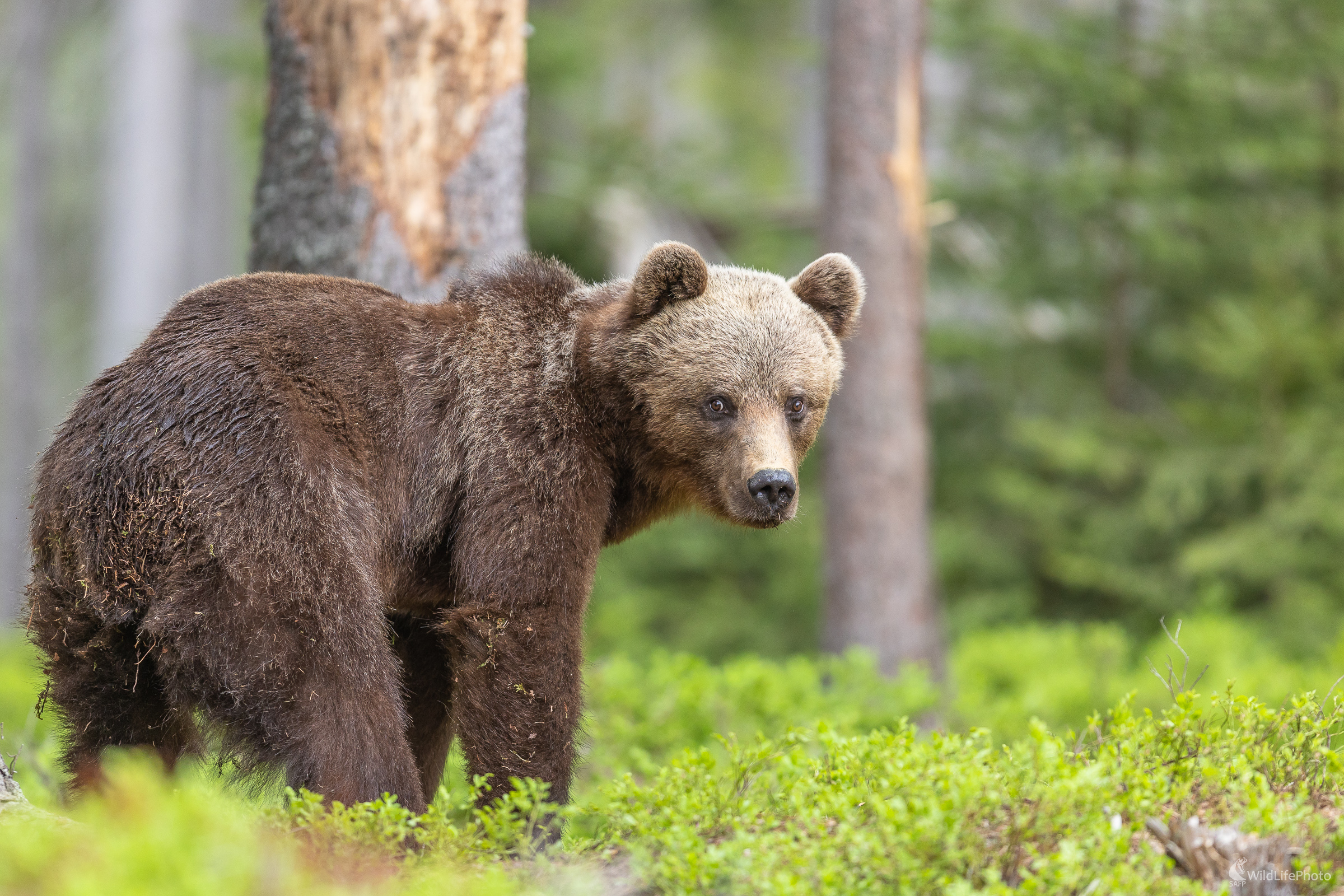 Pestún. (Stanislav Brisuda)