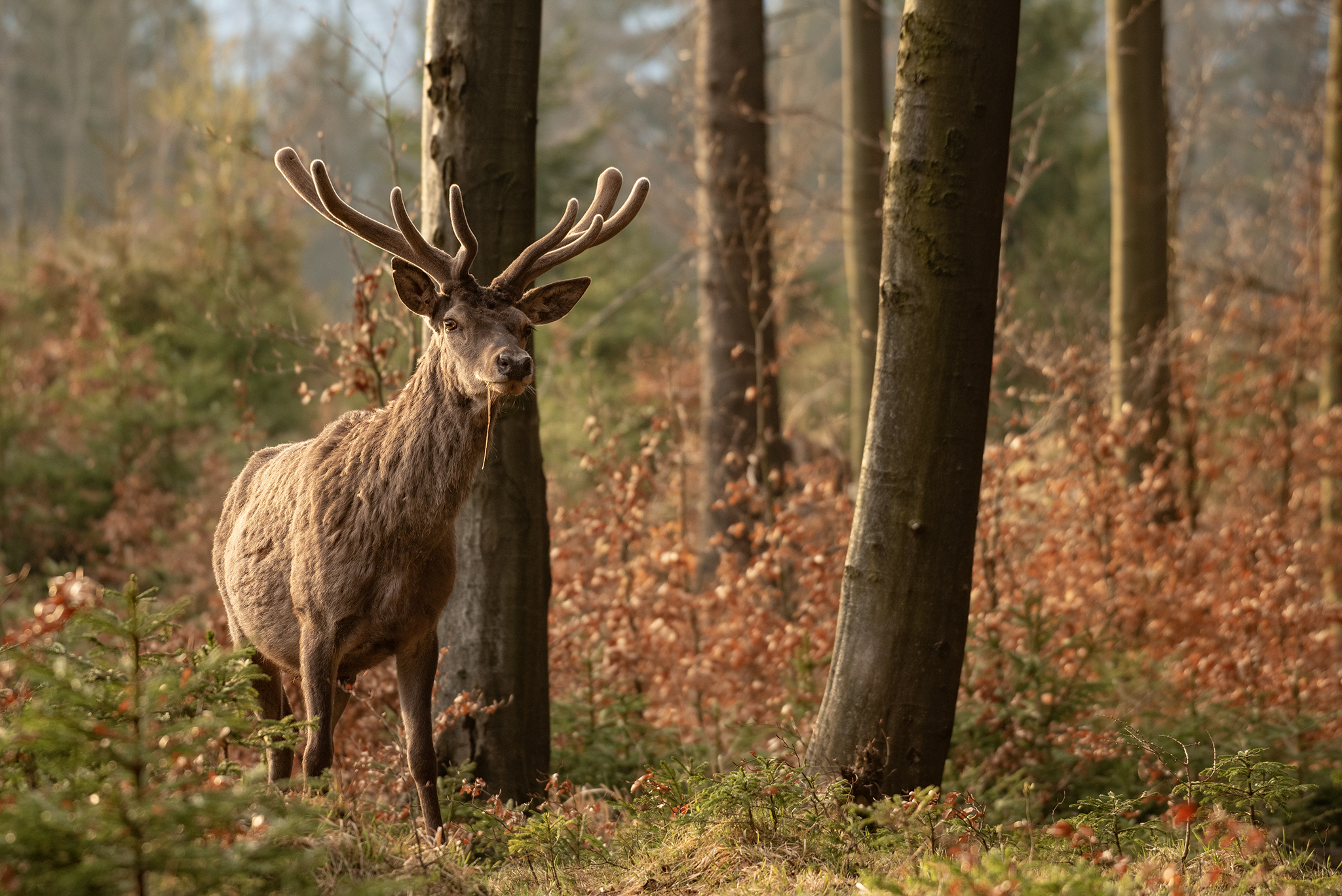 Májové ráno  (Tomáš Smutný)