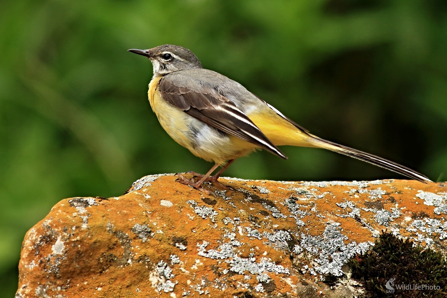 Trasochvost horský (Maroš Detko)