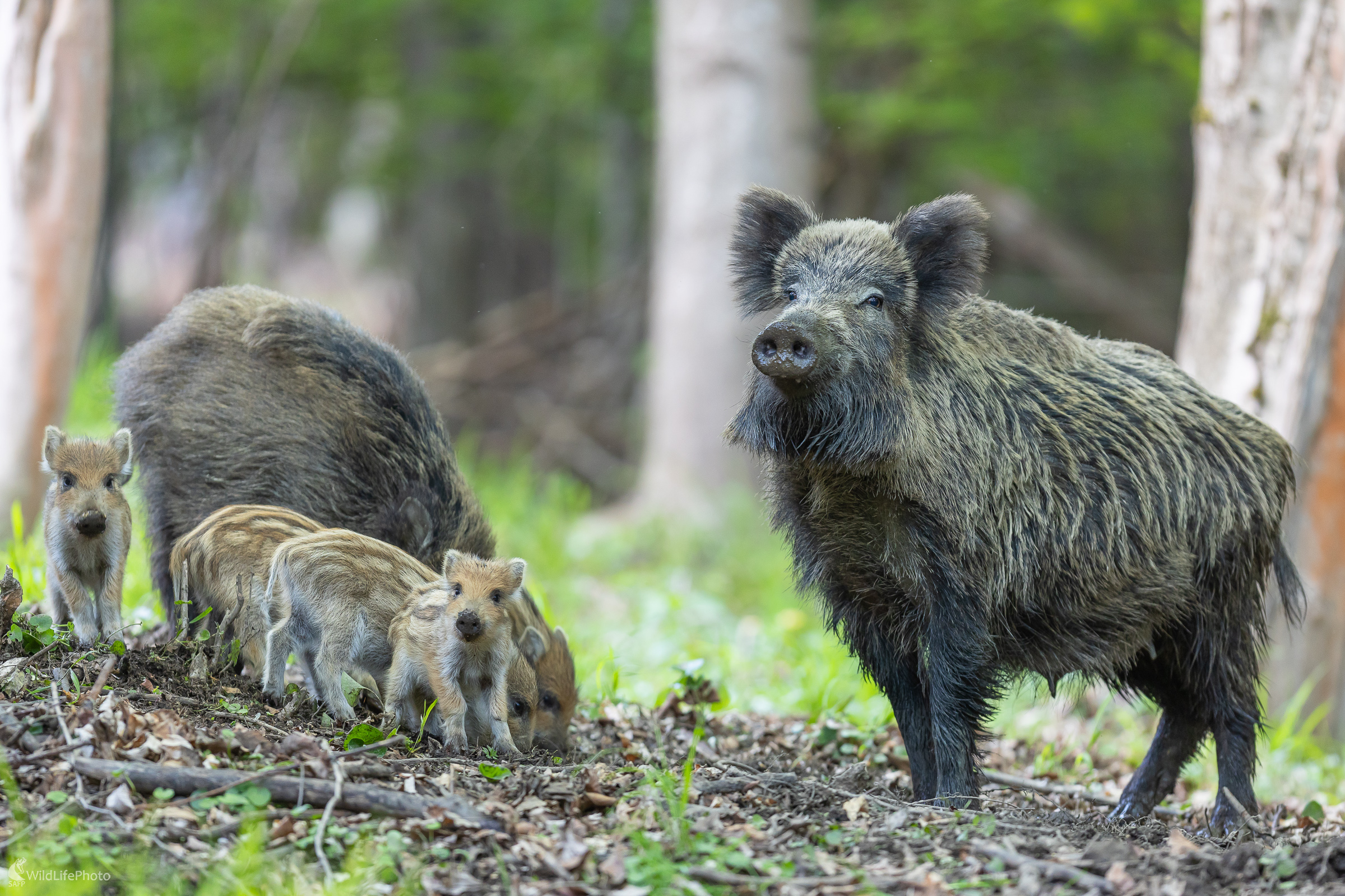Realita týchto dní. (Stanislav Brisuda)