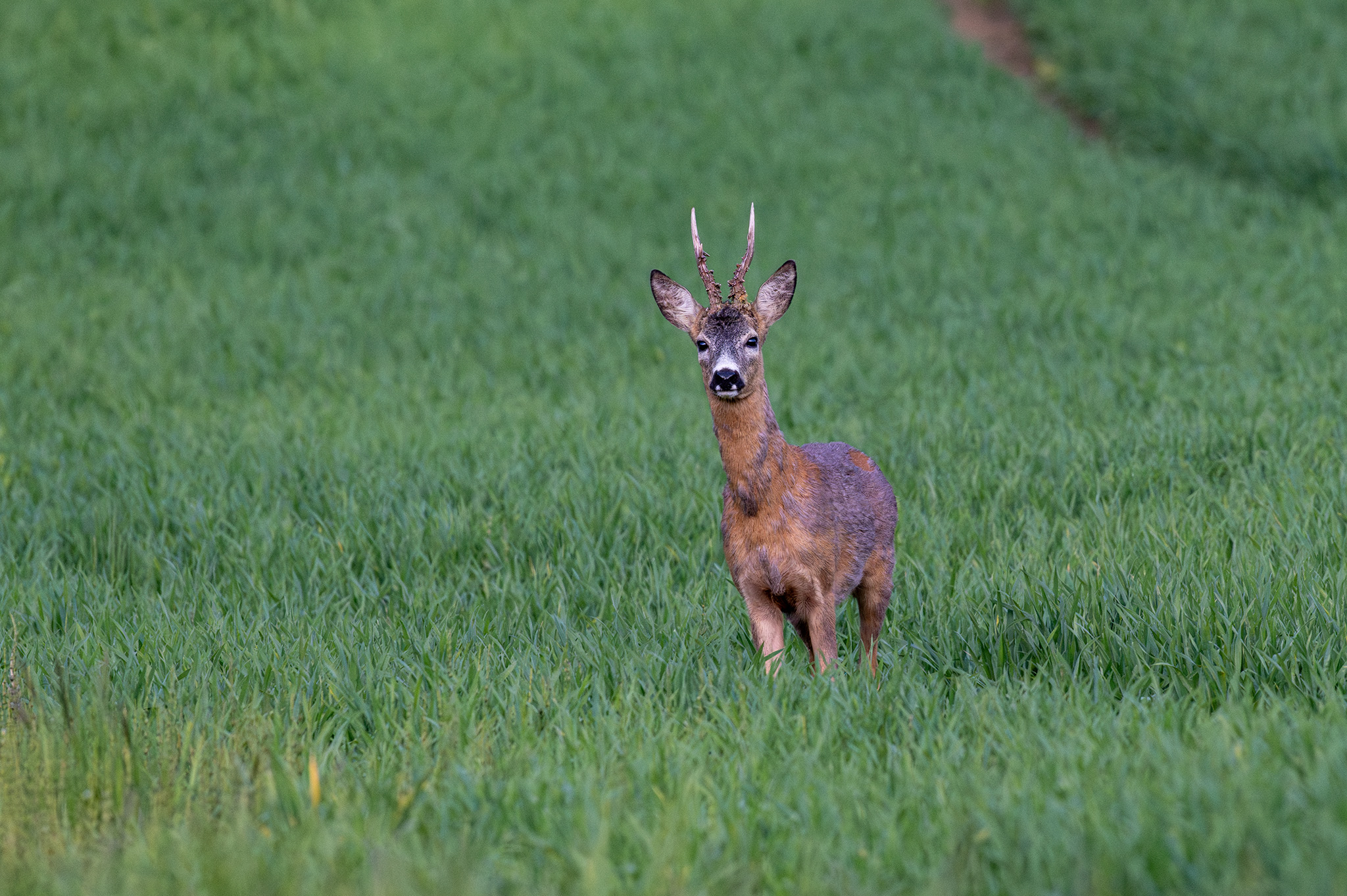 Starši pánko (Tomáš Smutný)