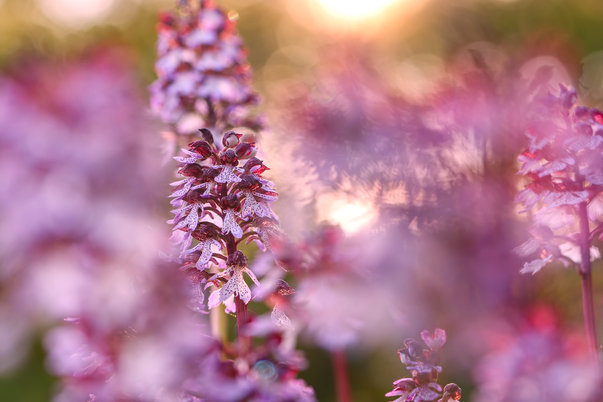 V západe slnka (Patrik Rolín)