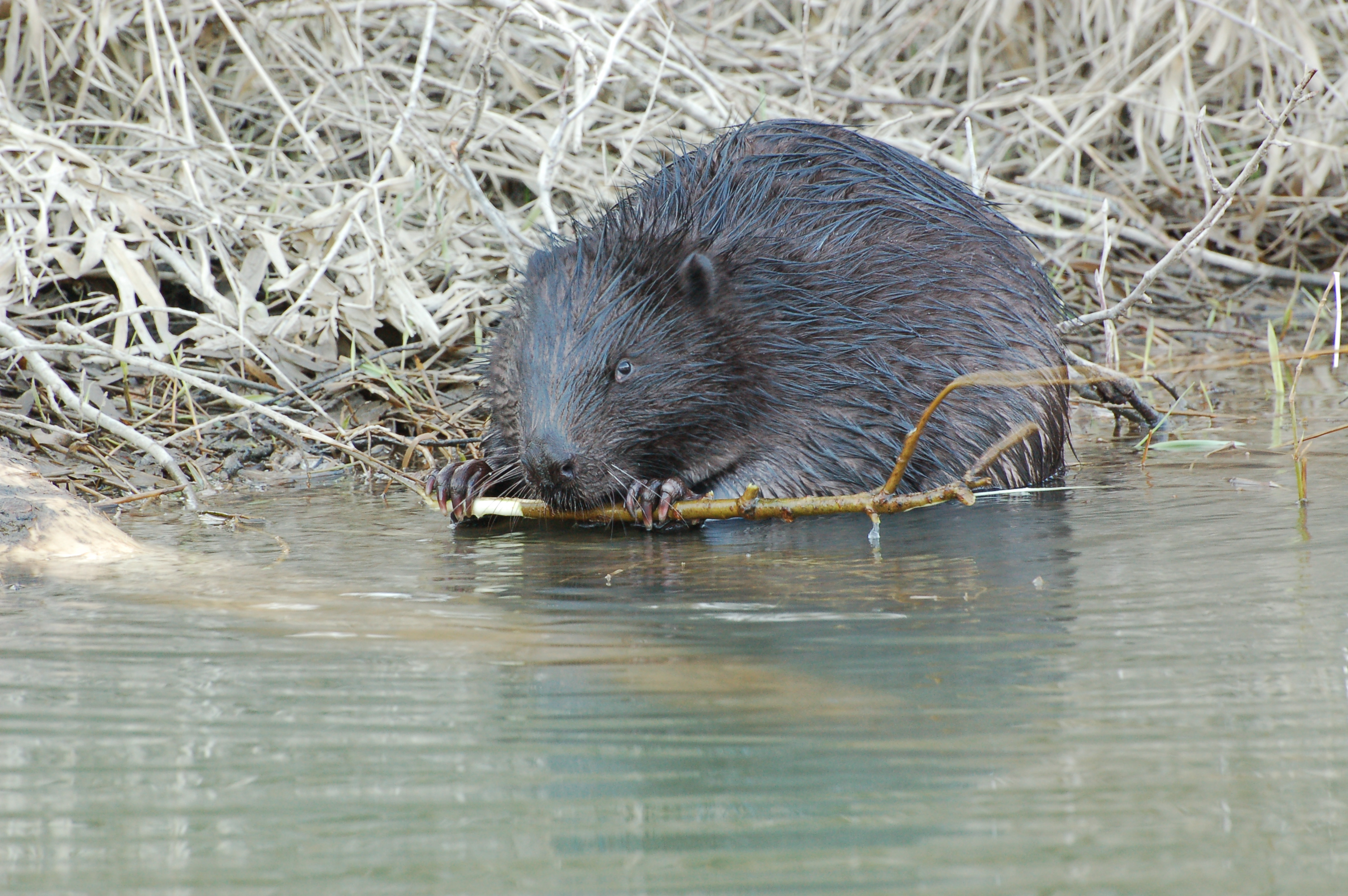 Bobor staviteľ (Jozef Žuffa)