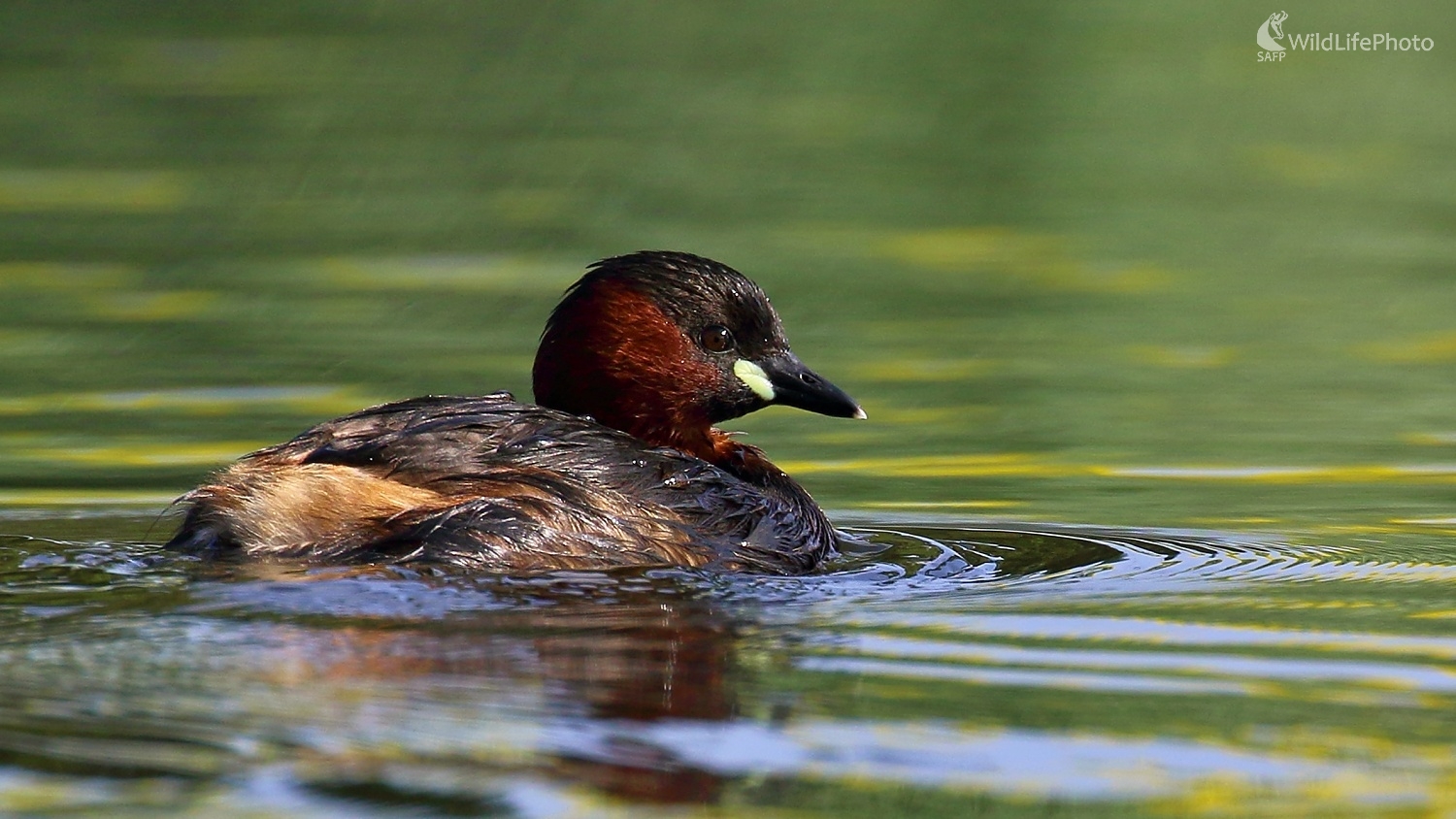 Potápka malá (Vladimír Michalec)