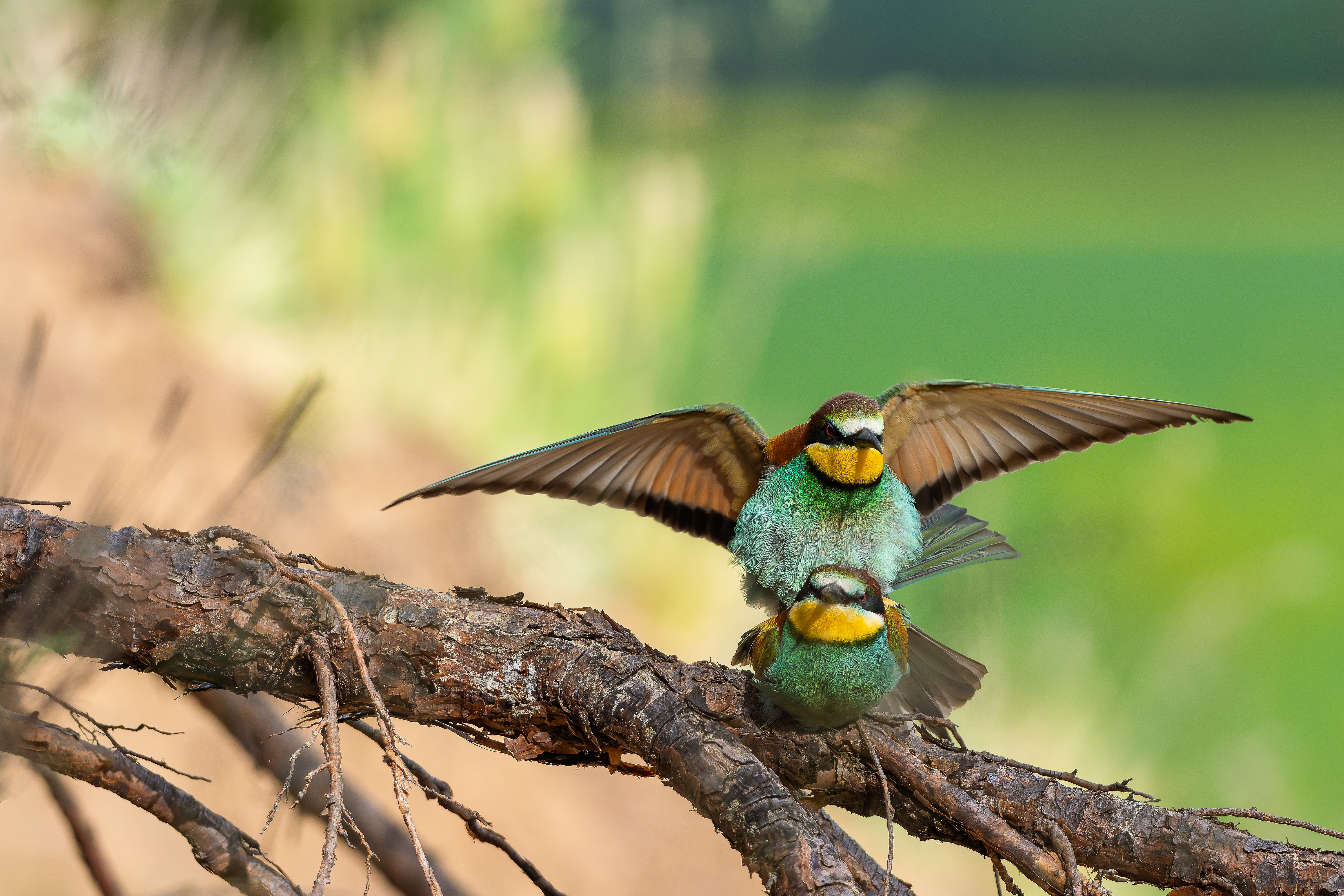 Nože sa už nevrť (Rasťo  Megyessi)