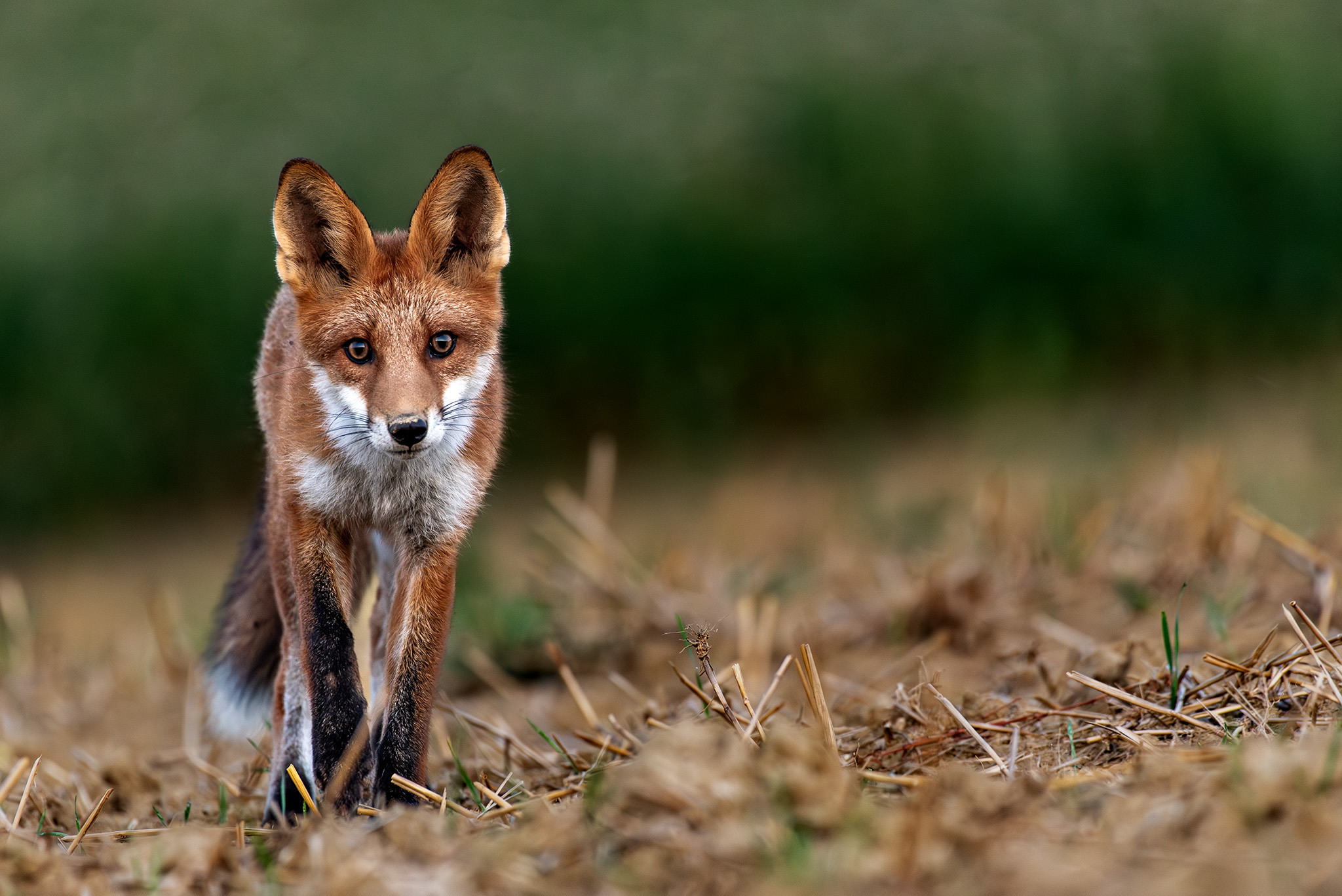 Privábene lišťa  (Tomáš Smutný)