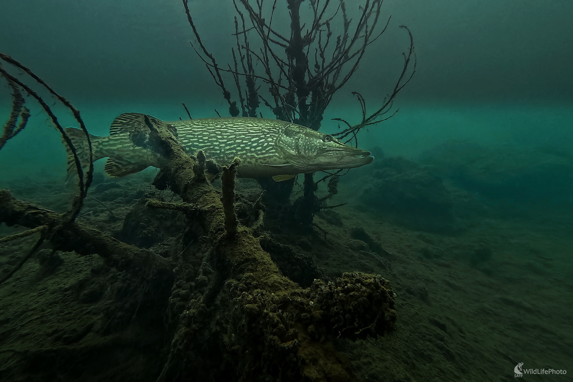 Šťuka severná (Ladislav Dzivjak)