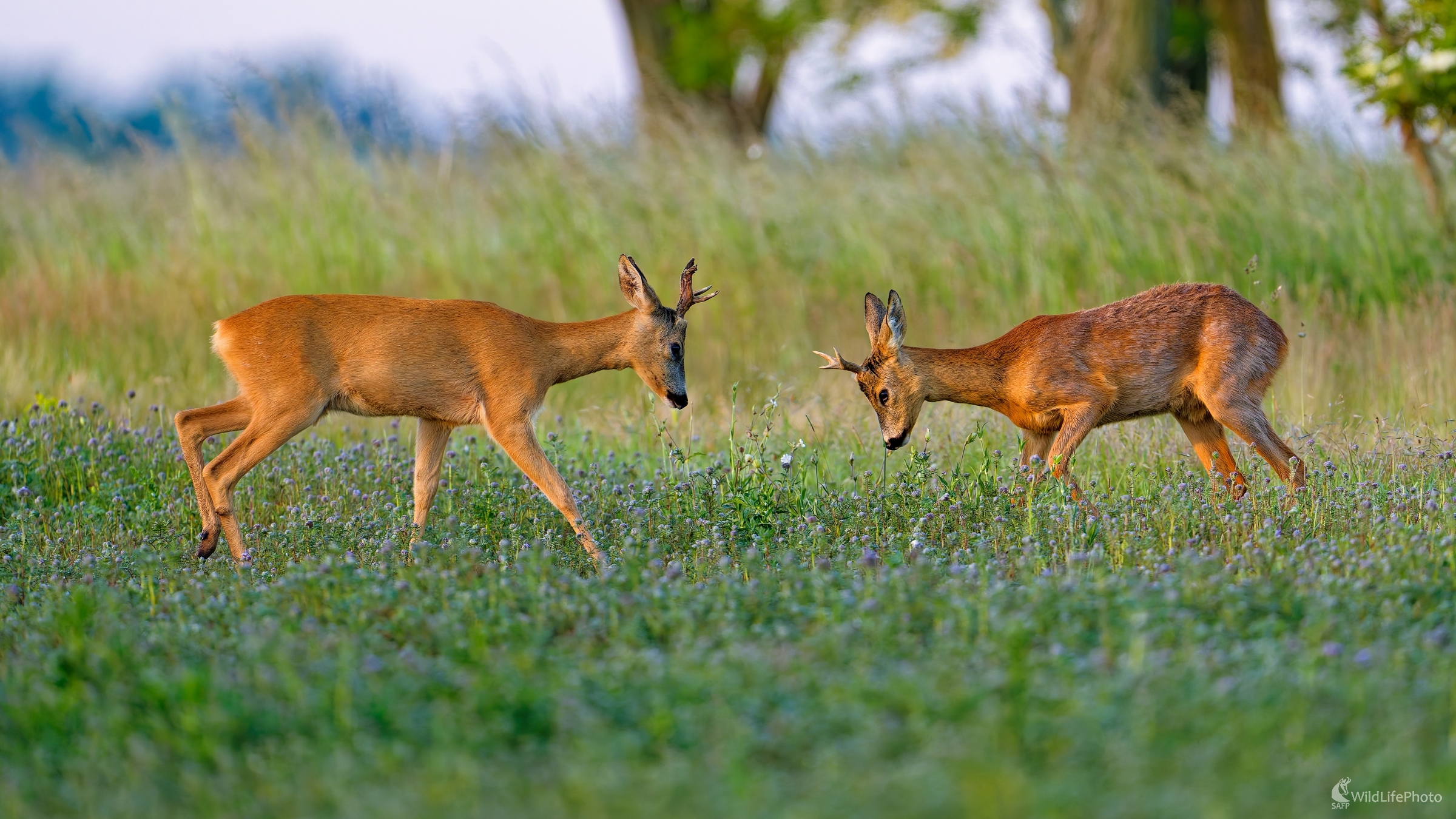 ... škola hrou. (Bohuš Číčel)