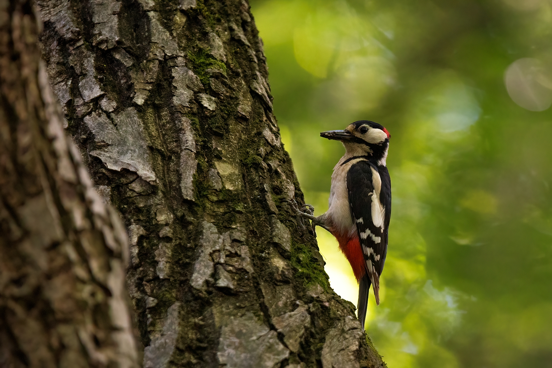 Ďateľ velky (Martin Vondra)