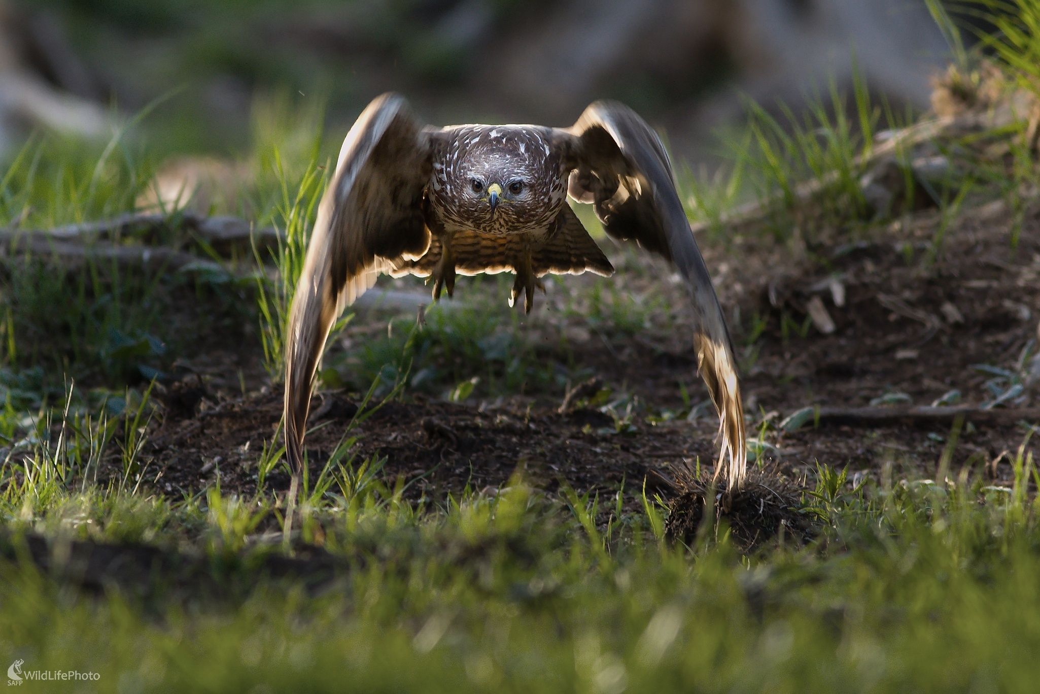 Náletovka (Ladislav Dzivjak)