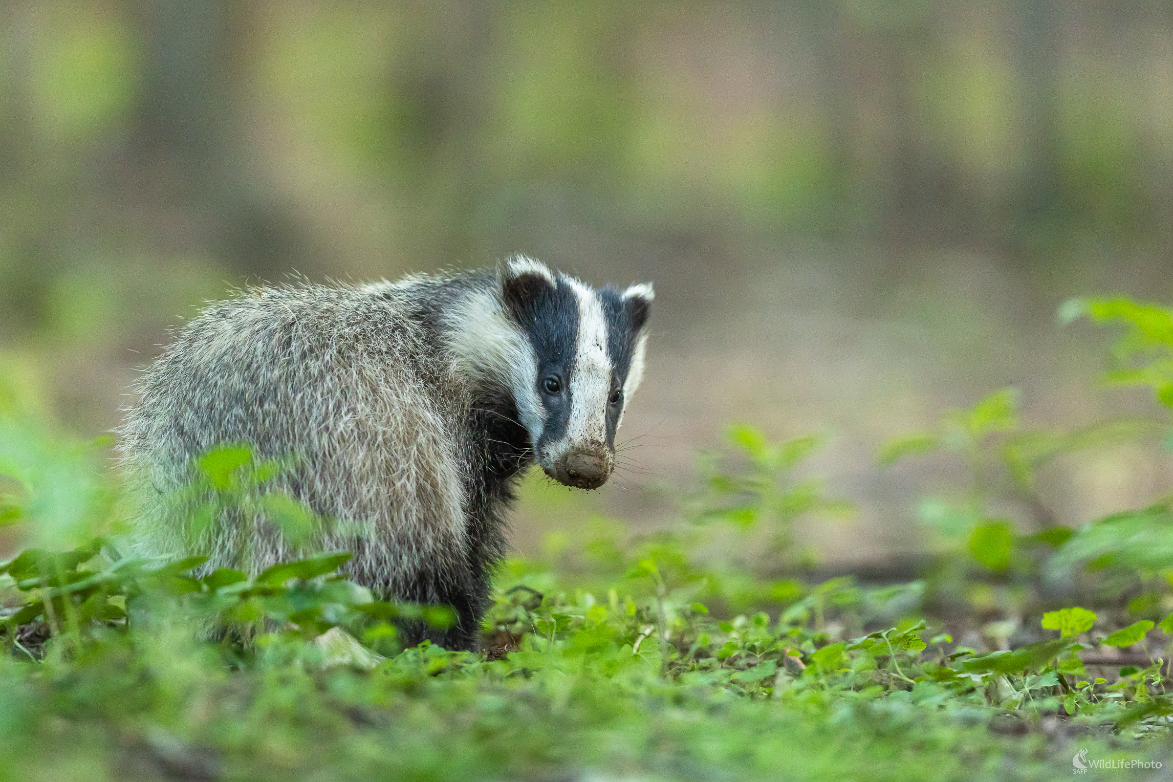 Keď pomaly končí deň. (Stanislav Brisuda)
