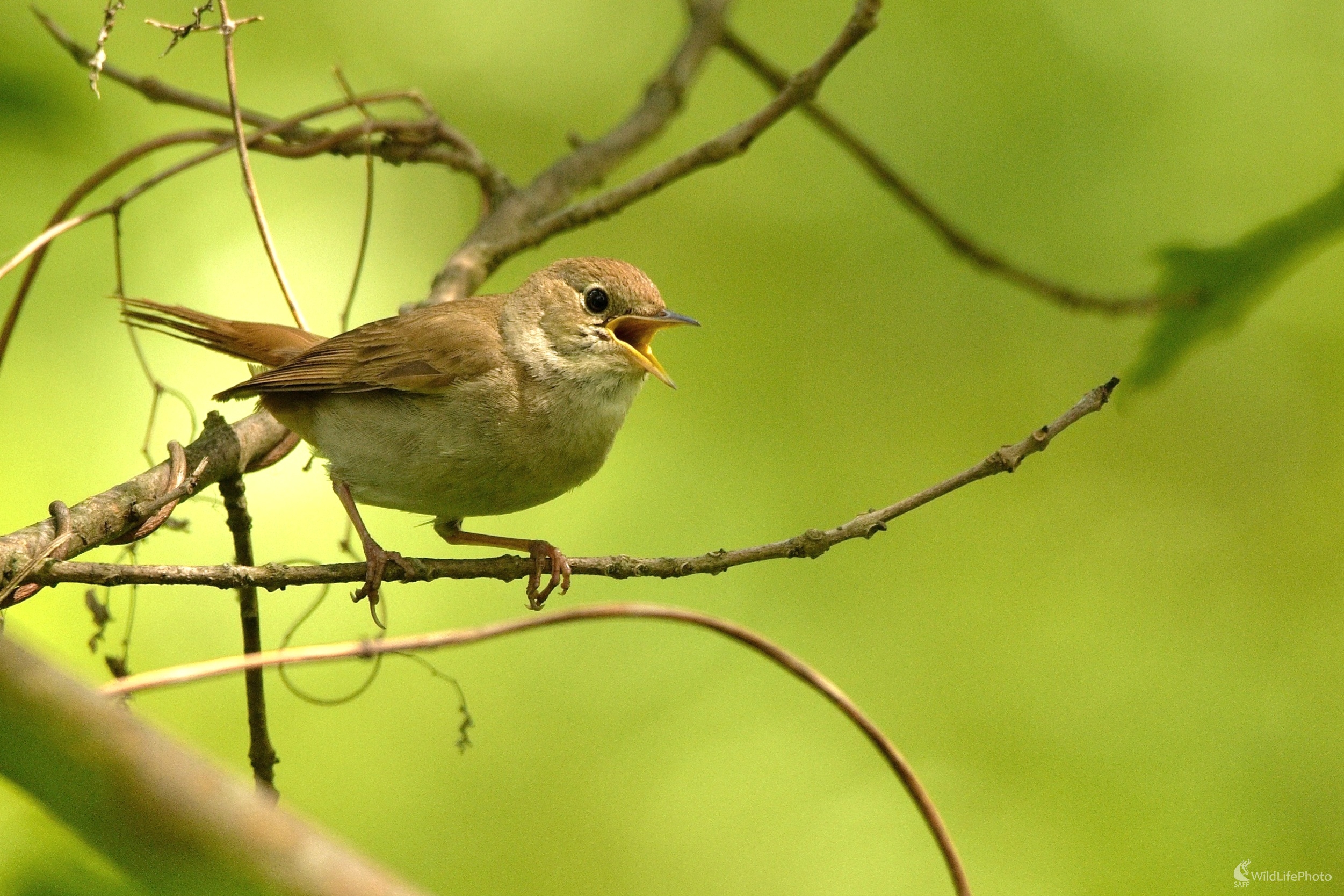 Slávik obyčajný (Miroslav Vrabel)