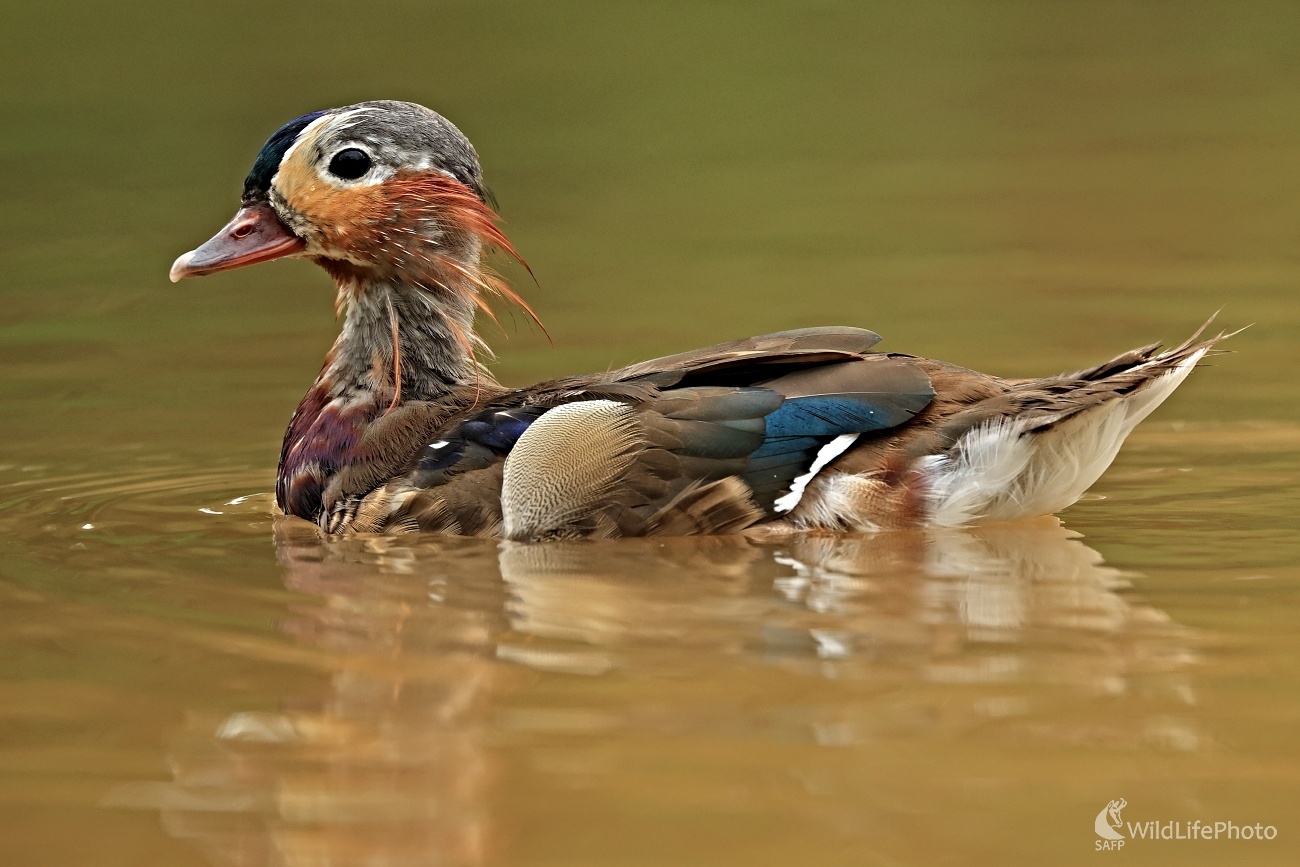 Preperovanie (Maroš Detko)