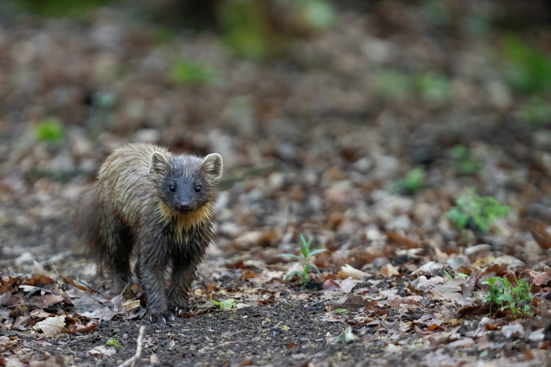 Kuna lesna (Martin Vondra)