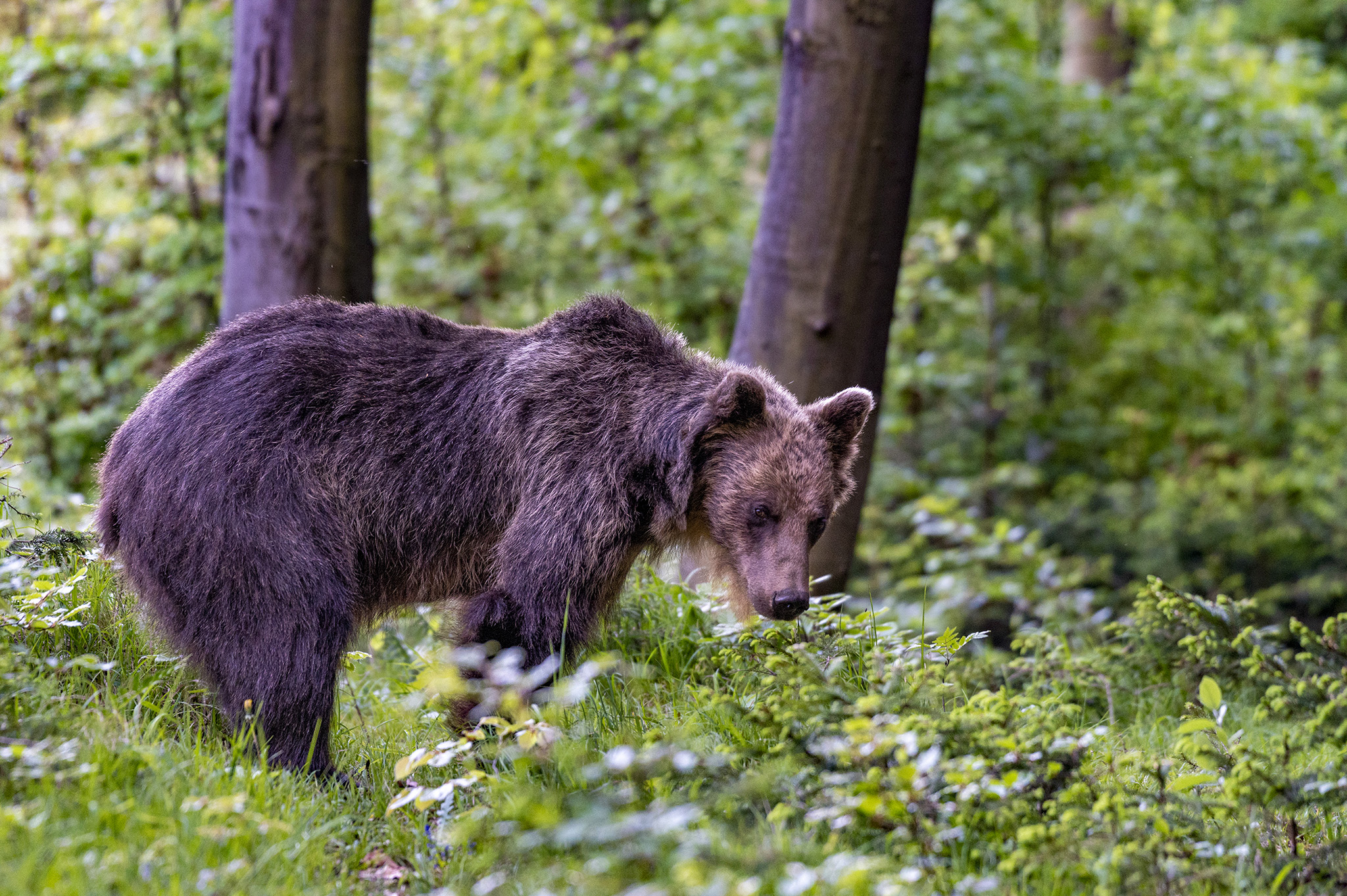Medvedička  (Tomáš Smutný)