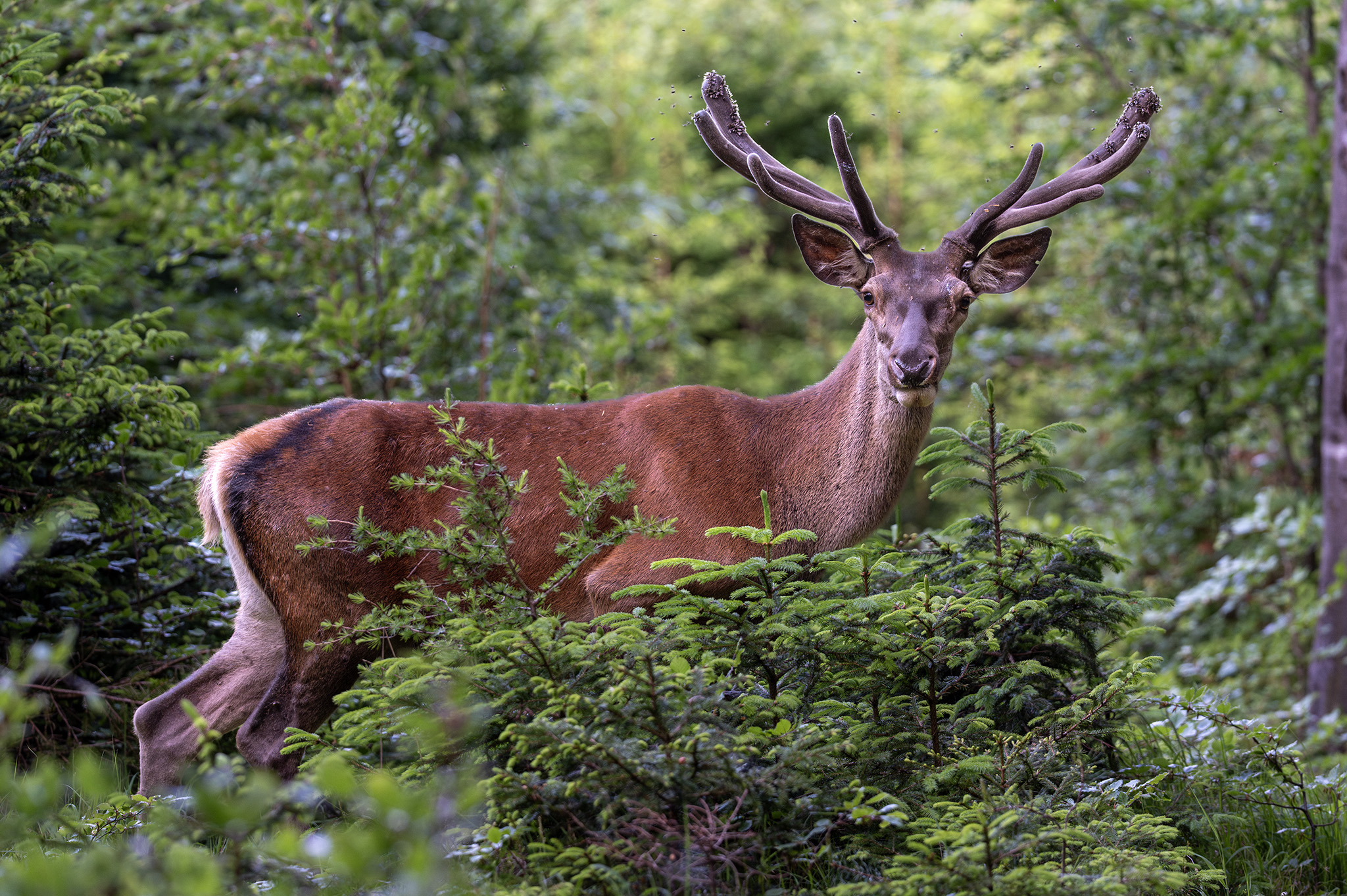 Na okraji mladiny  (Tomáš Smutný)
