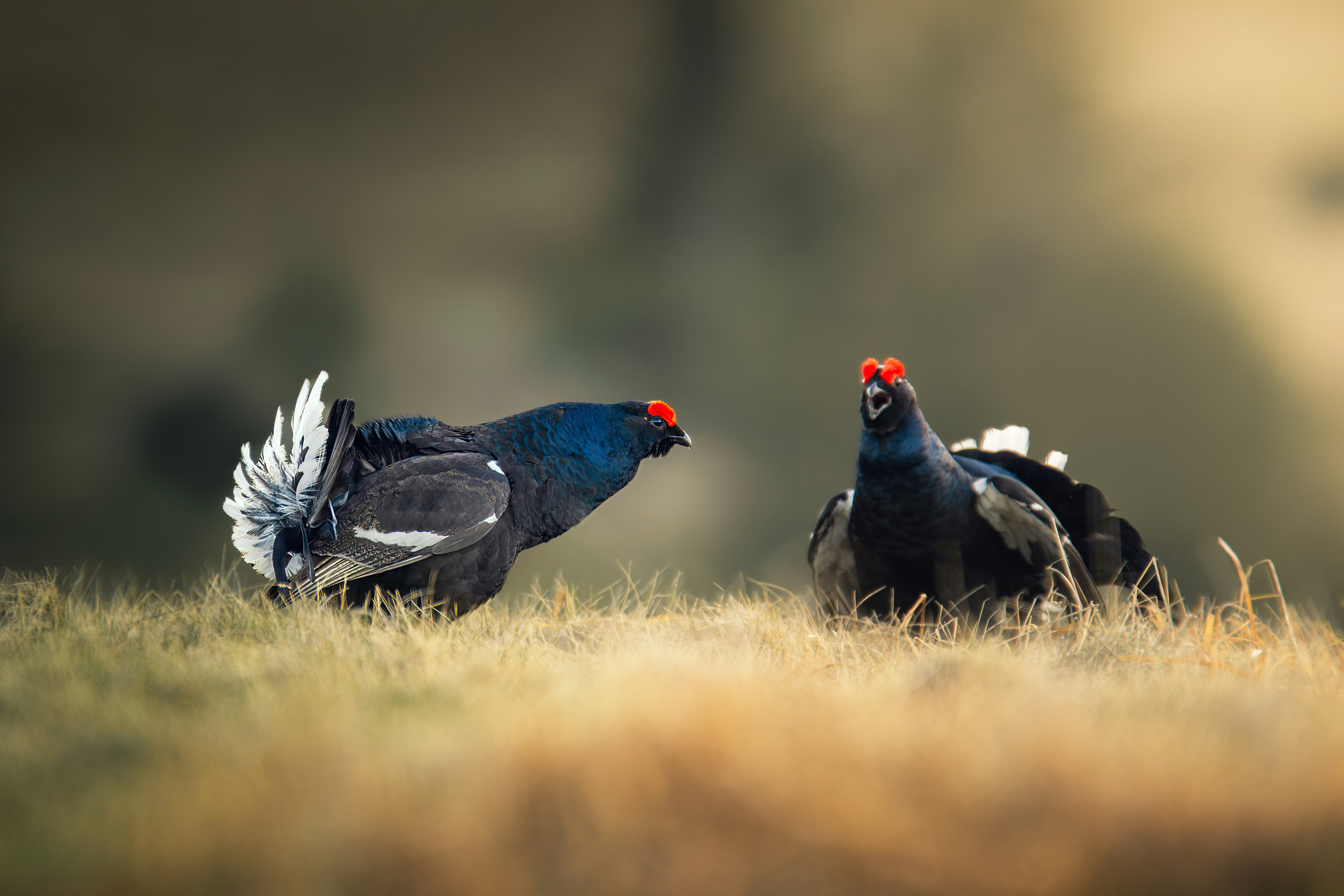 Rytieri (Miroslav Ondruš)