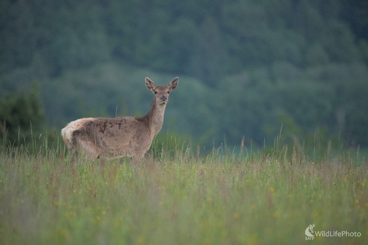 Podvečer (Vladimír Sabo)
