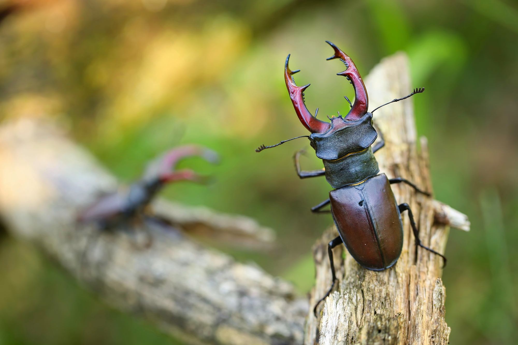 Roháče (Patrik Rolín)