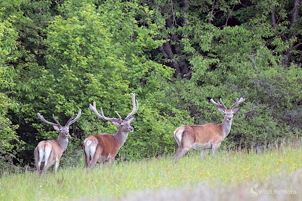 Na šťavnatej paši (Vladimír Sabo)