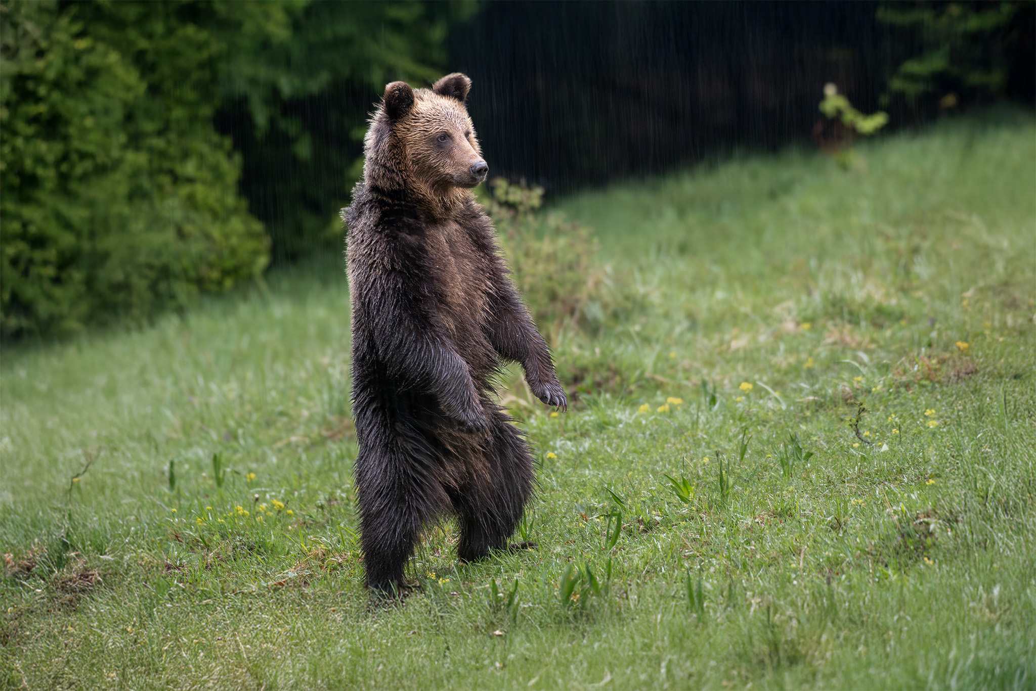 V daždi (Tomáš Smutný)