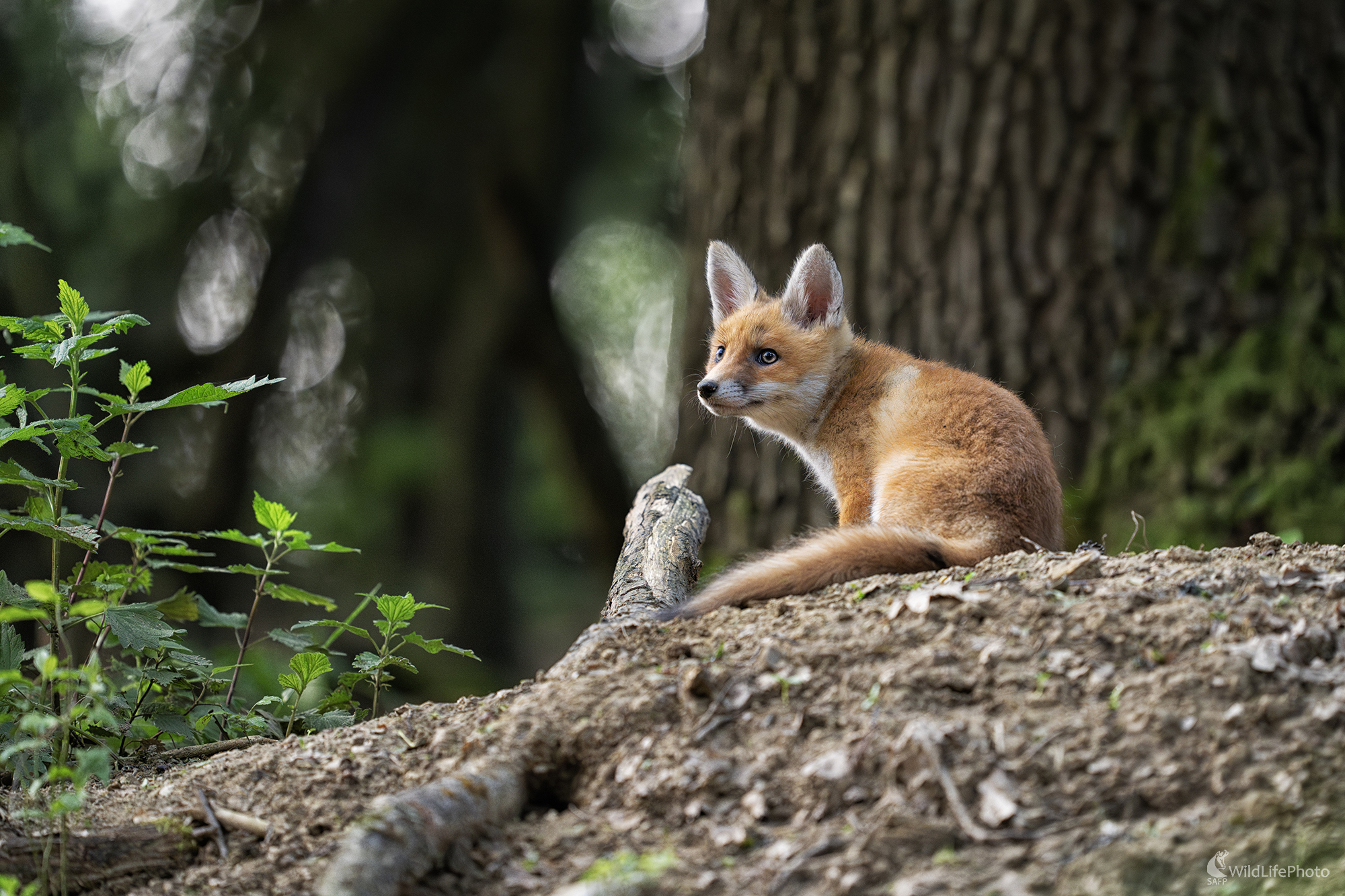 Nová generácia (Michal Lučanský)