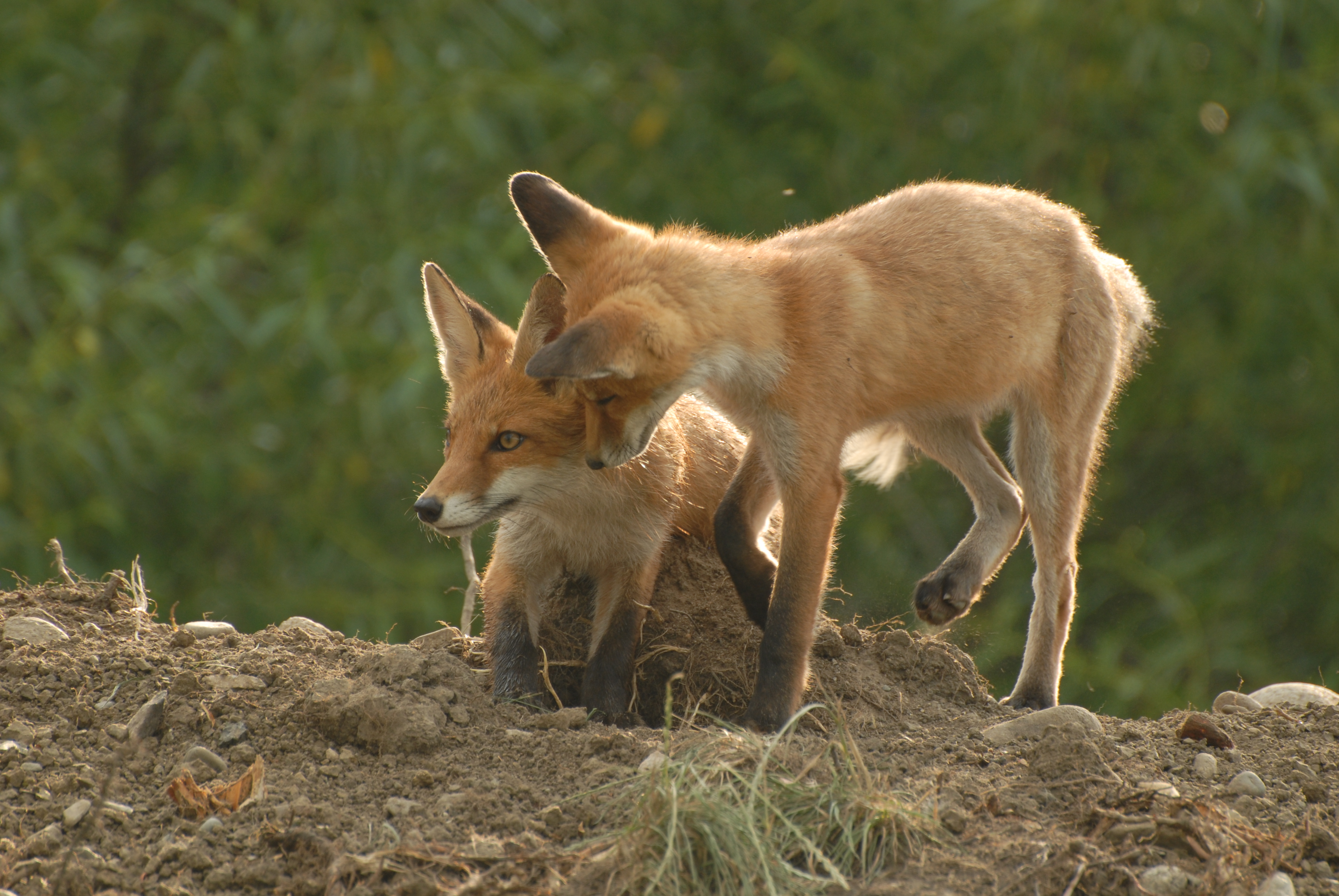 Ešte  hravé (Jozef Žuffa)