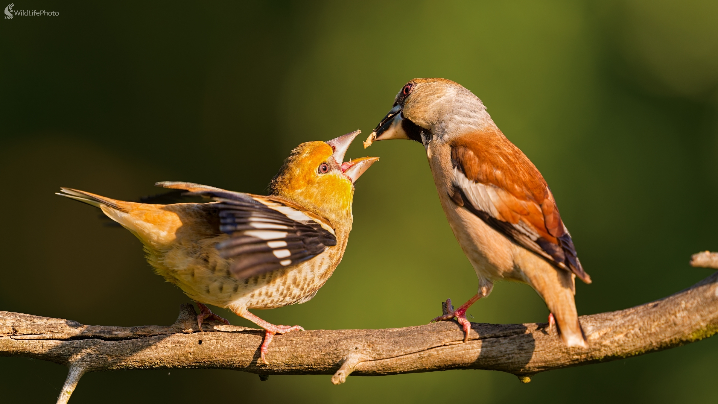 ... mladý hladoš. (Bohuš Číčel)