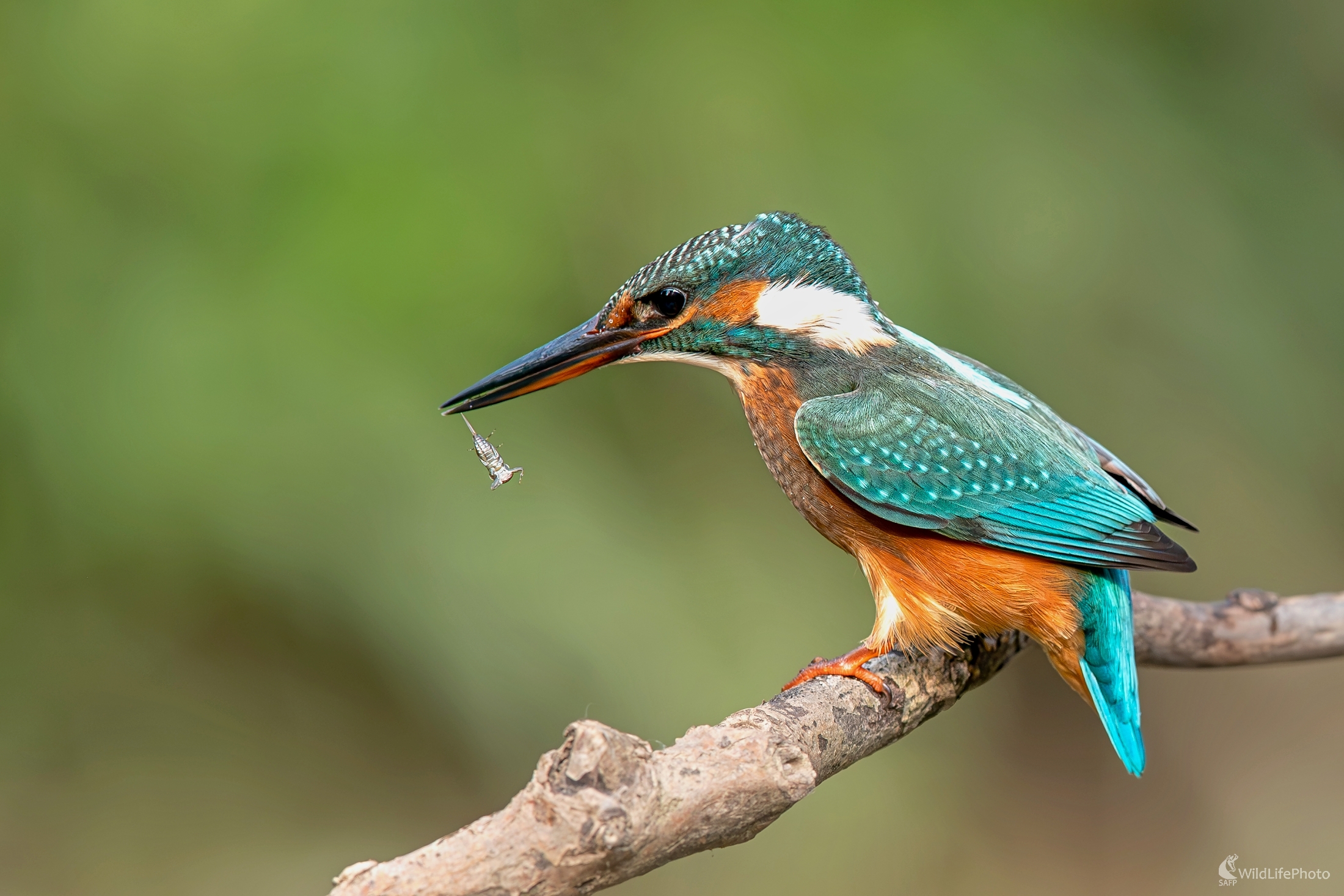 "Maškrtka" (František Hromada)