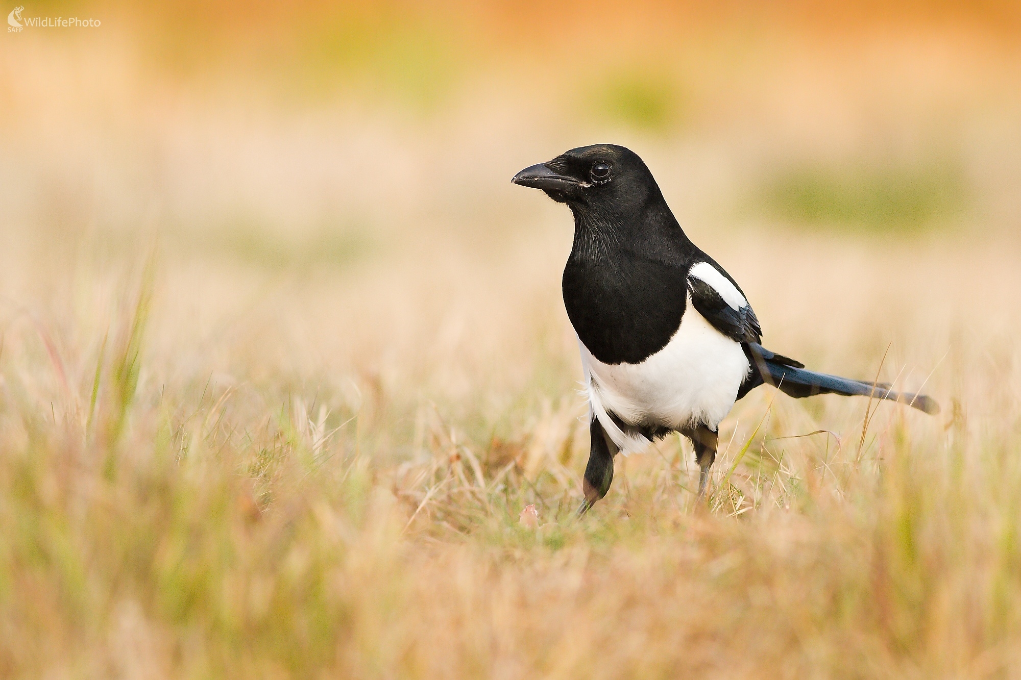 Bežná straka (Ladislav Dzivjak)