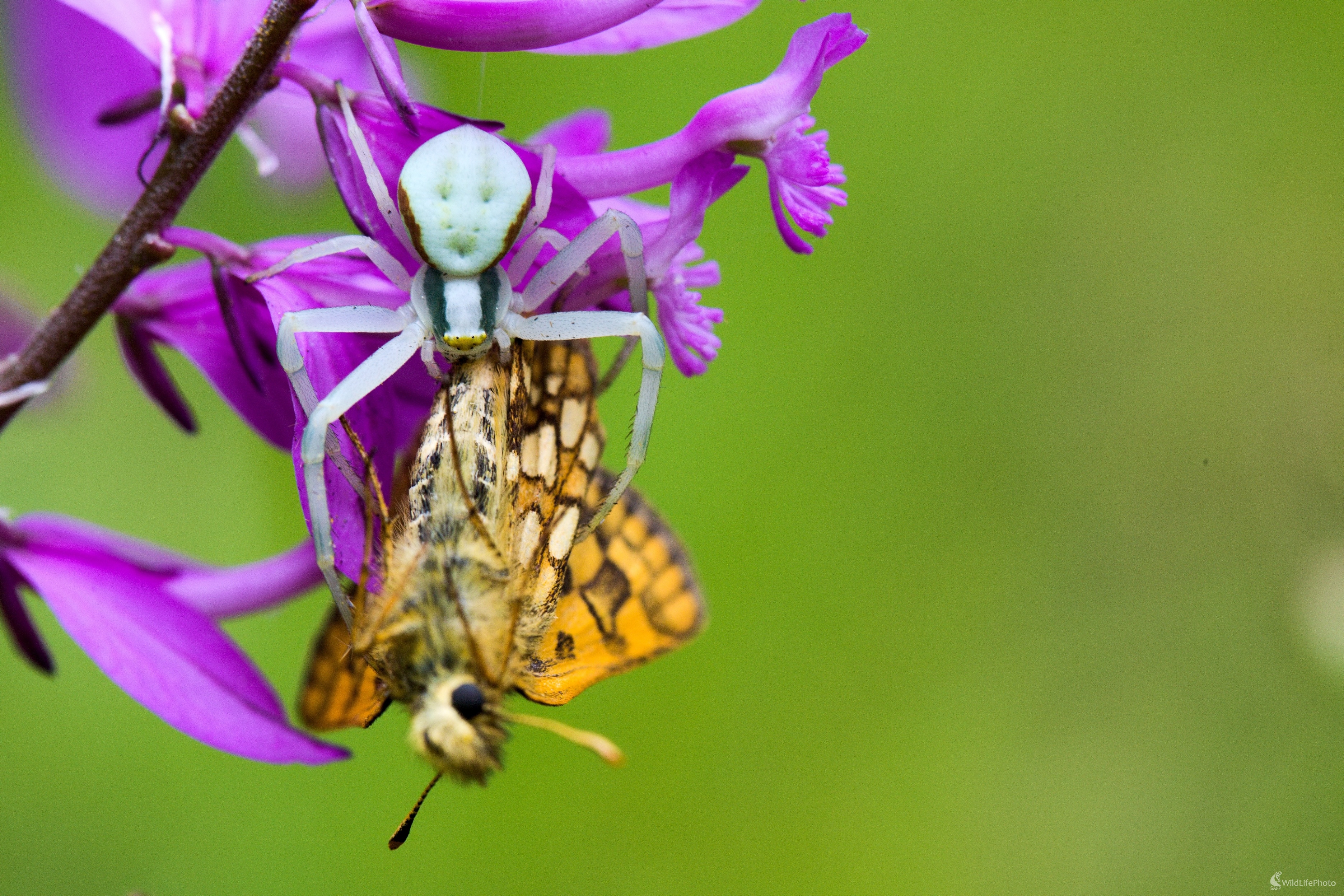 Kvetárik s uloveným motýlom... (Miroslav Vrabel)