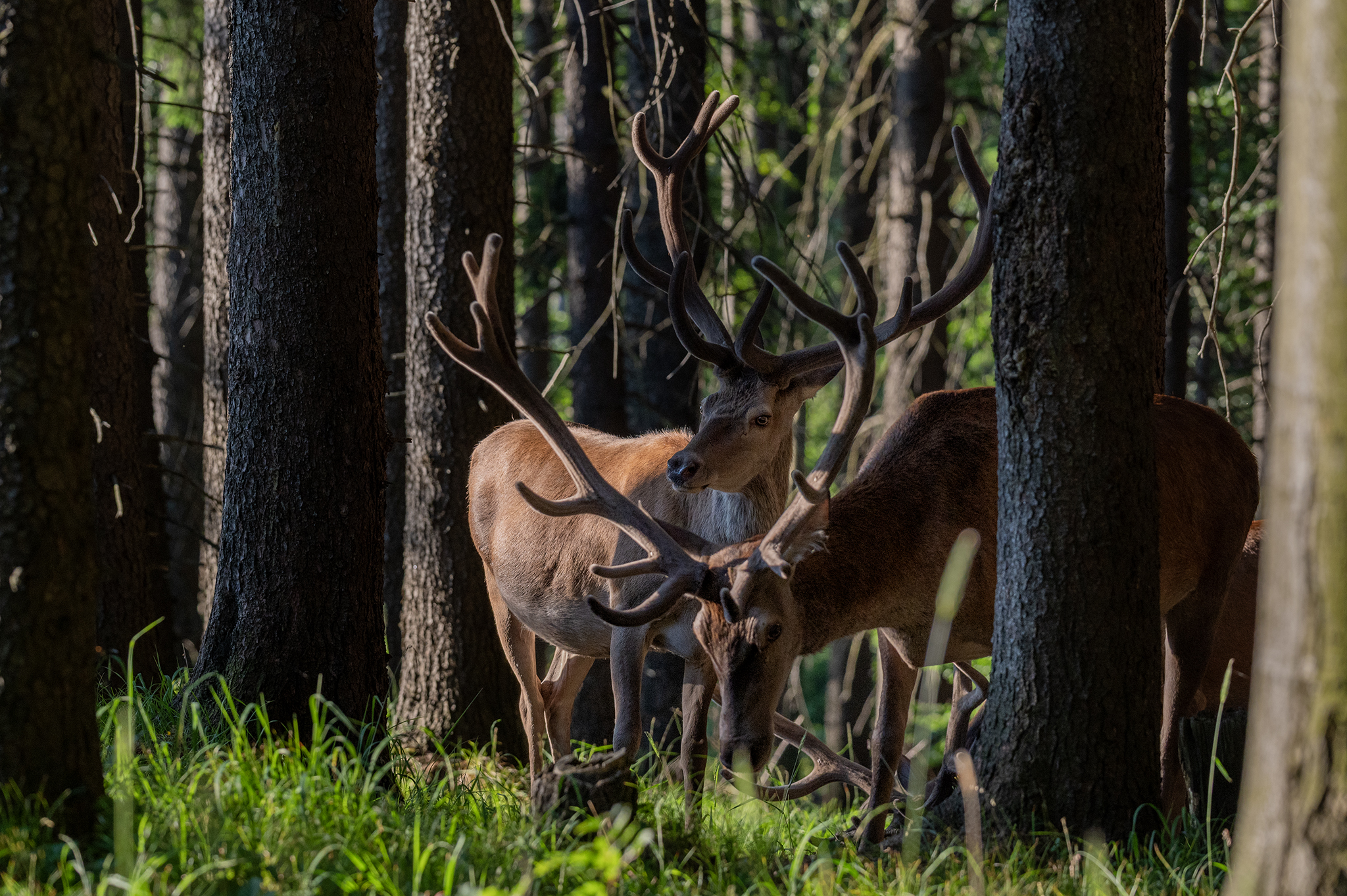 Slnečné ráno  (Tomáš Smutný)