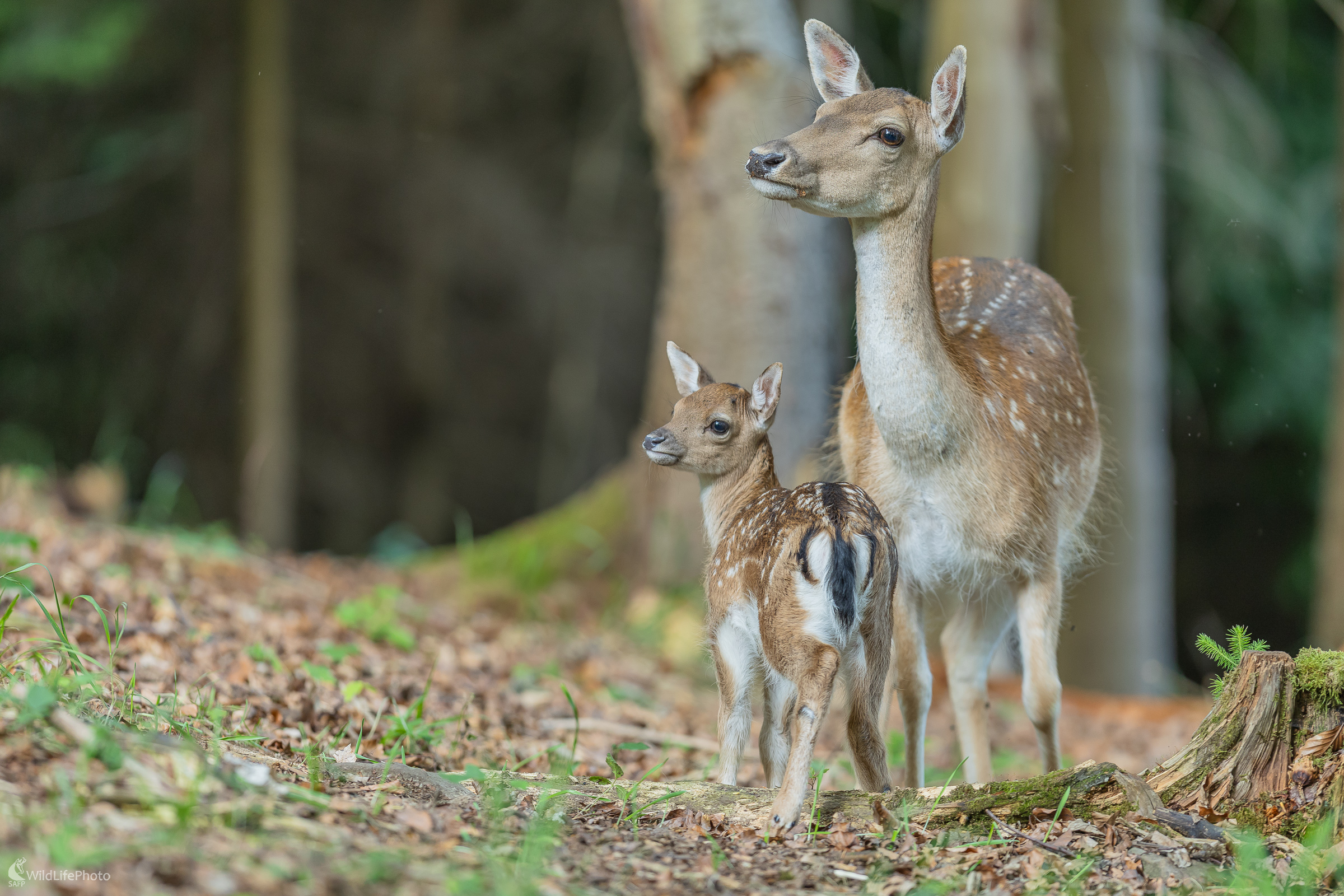 V strehu. (Stanislav Brisuda)