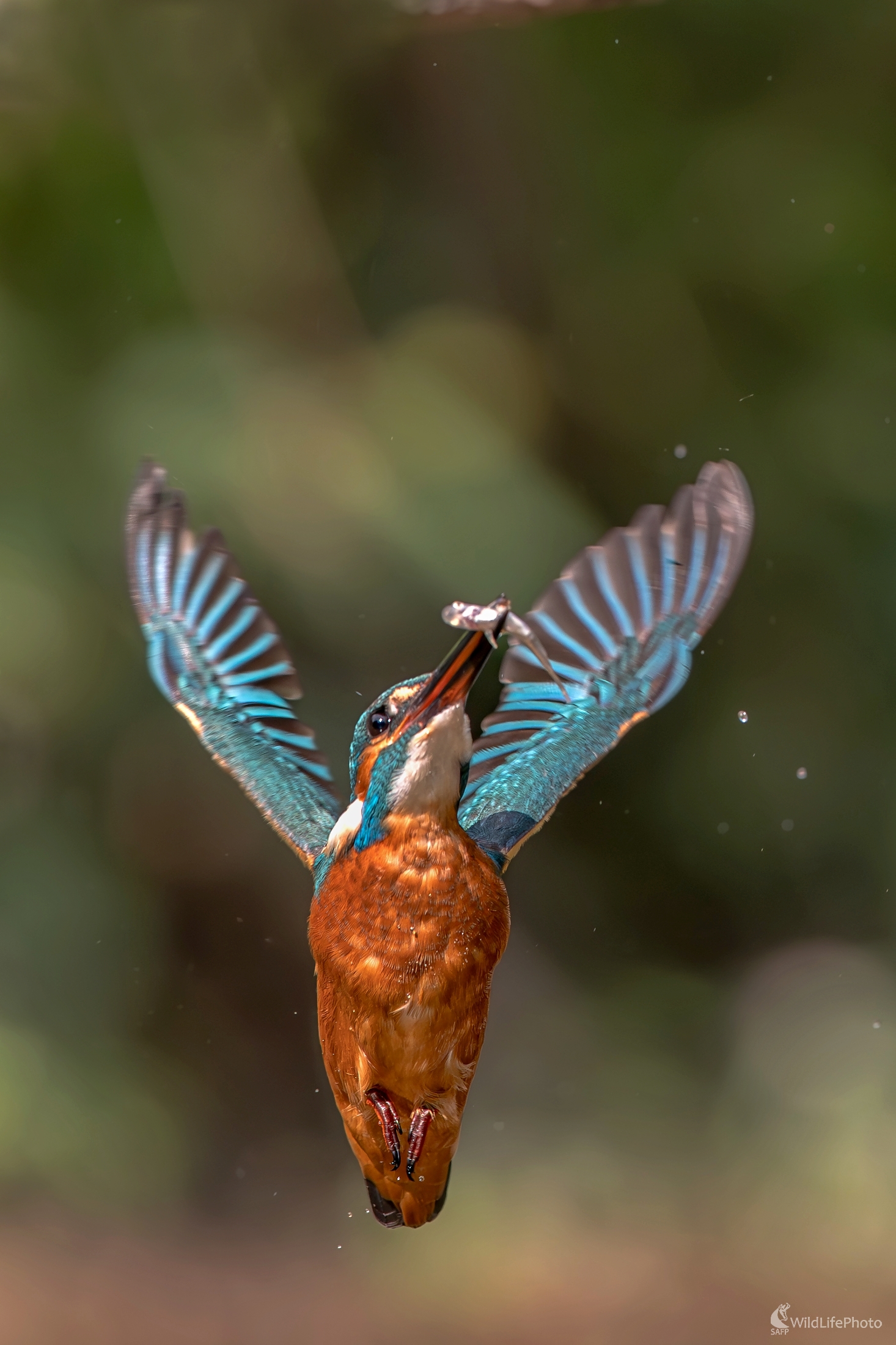 "Victory" (František Hromada)