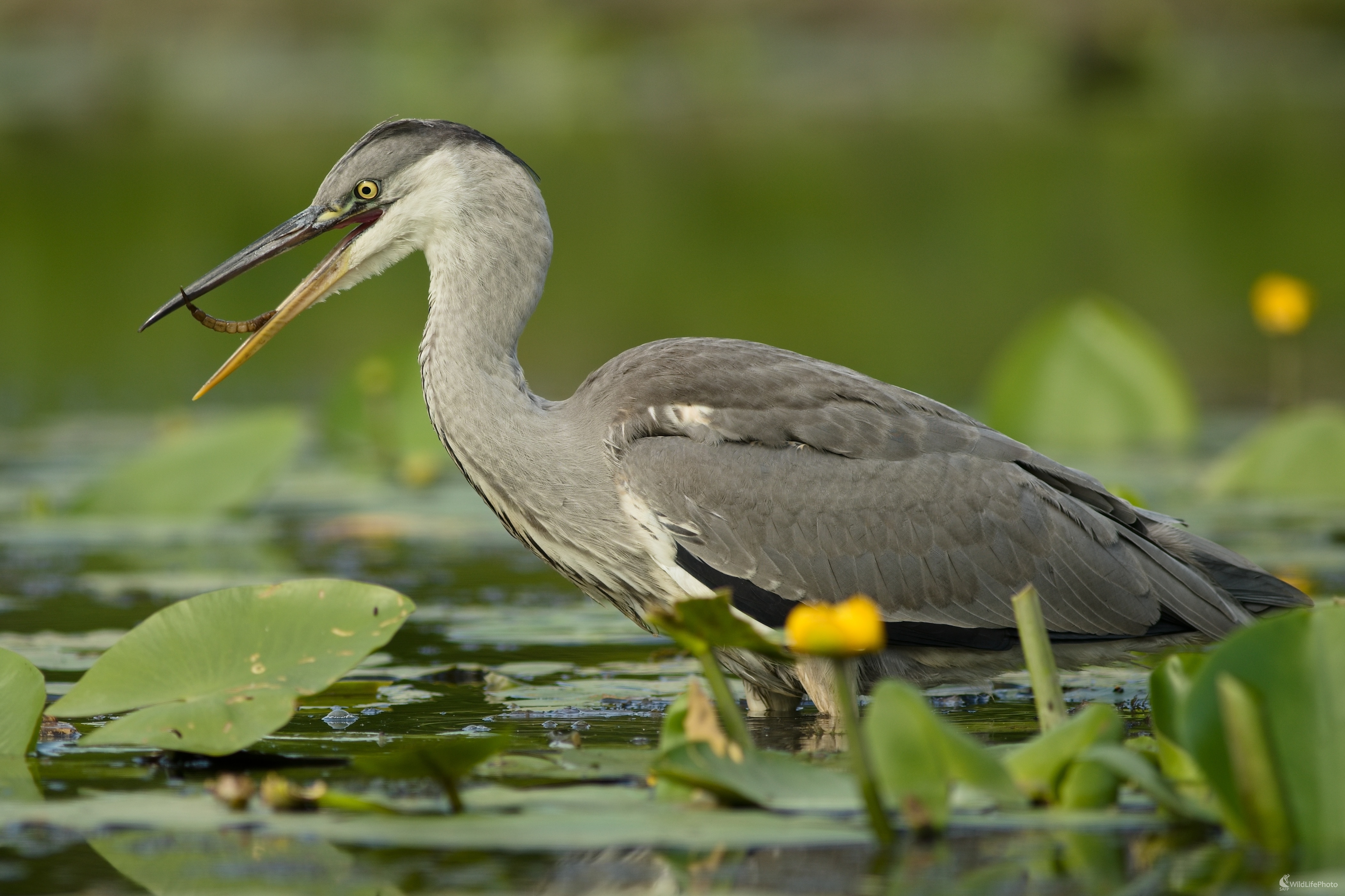 Volavka popolavá (Miroslav Vrabel)