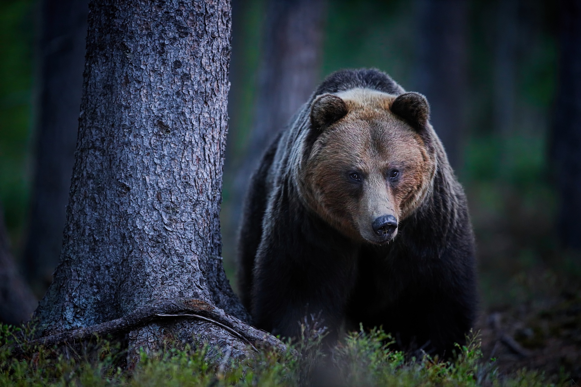 Zoči voči (Patrik Rolín)