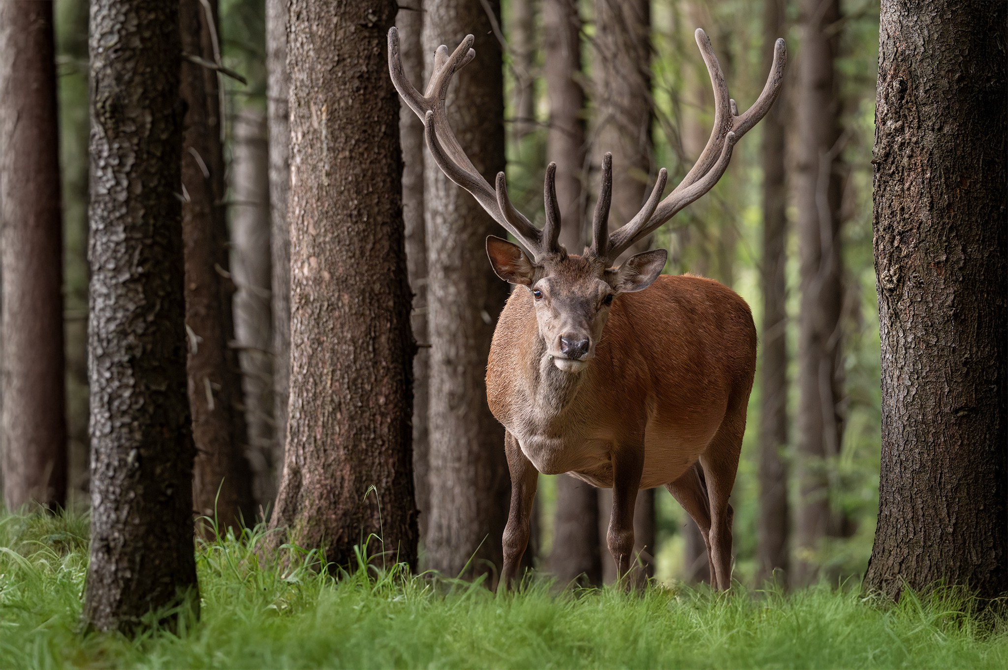 Už sa len zbaviť lyka (Tomáš Smutný)