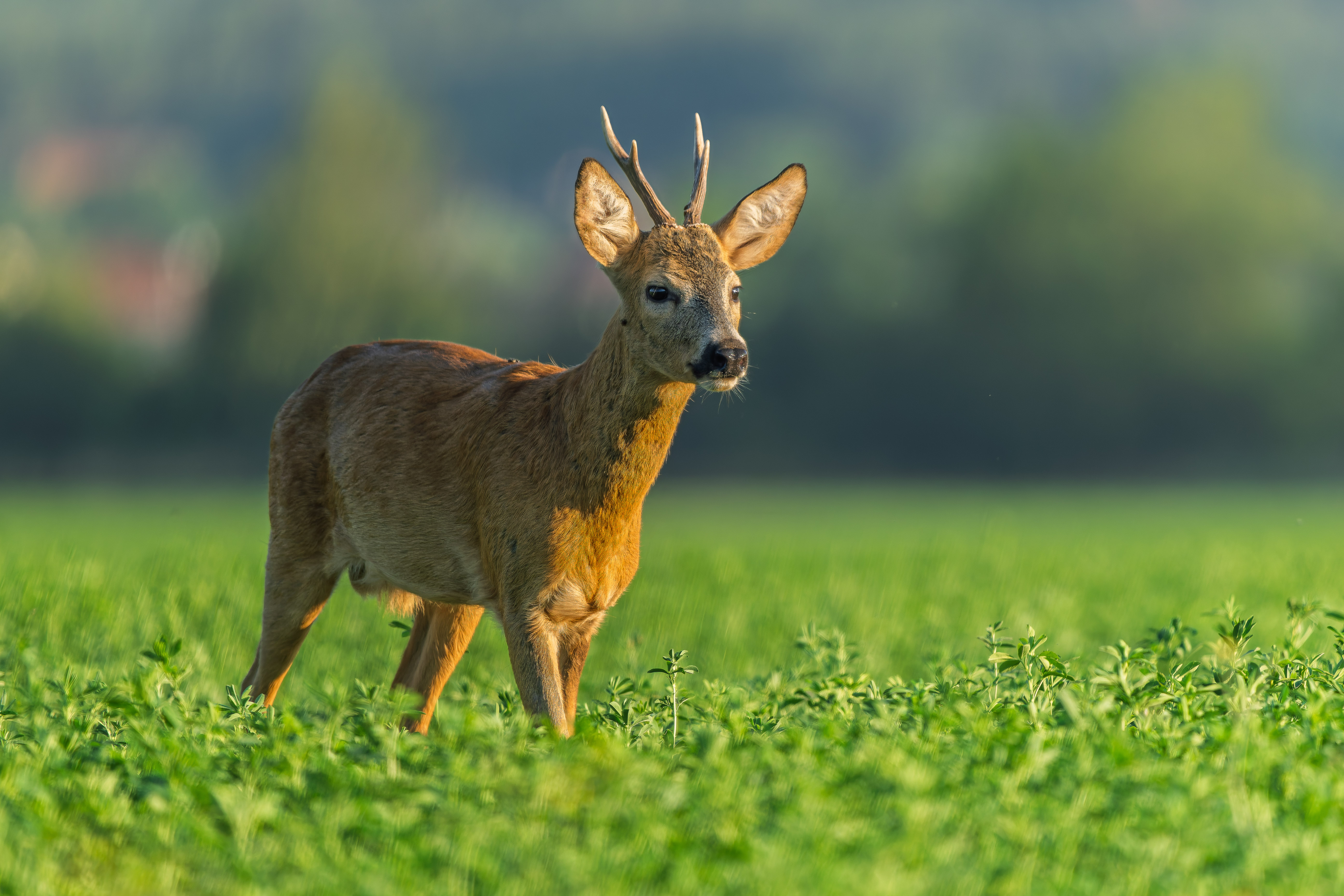 Mysľou bol určite inde (Rasťo  Megyessi)
