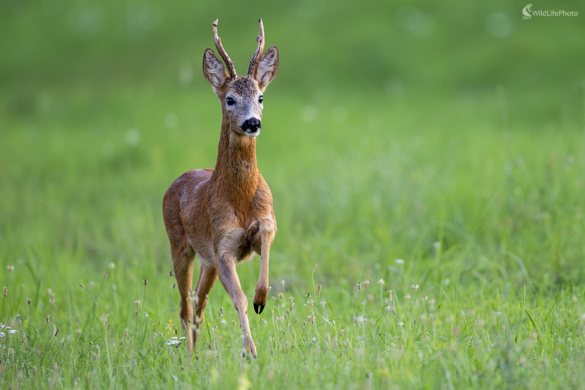 Zvedavec (Filip Mrocek)