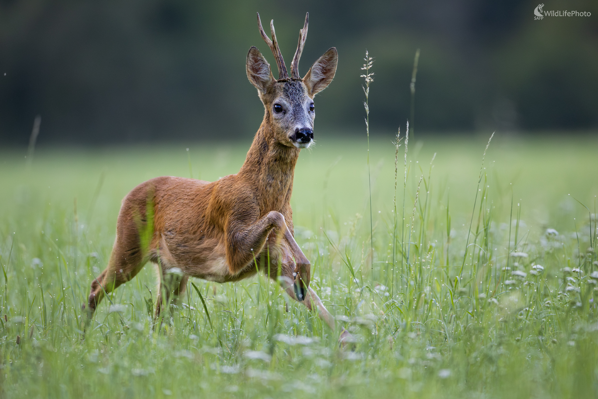 V rannej rose (Filip Mrocek)