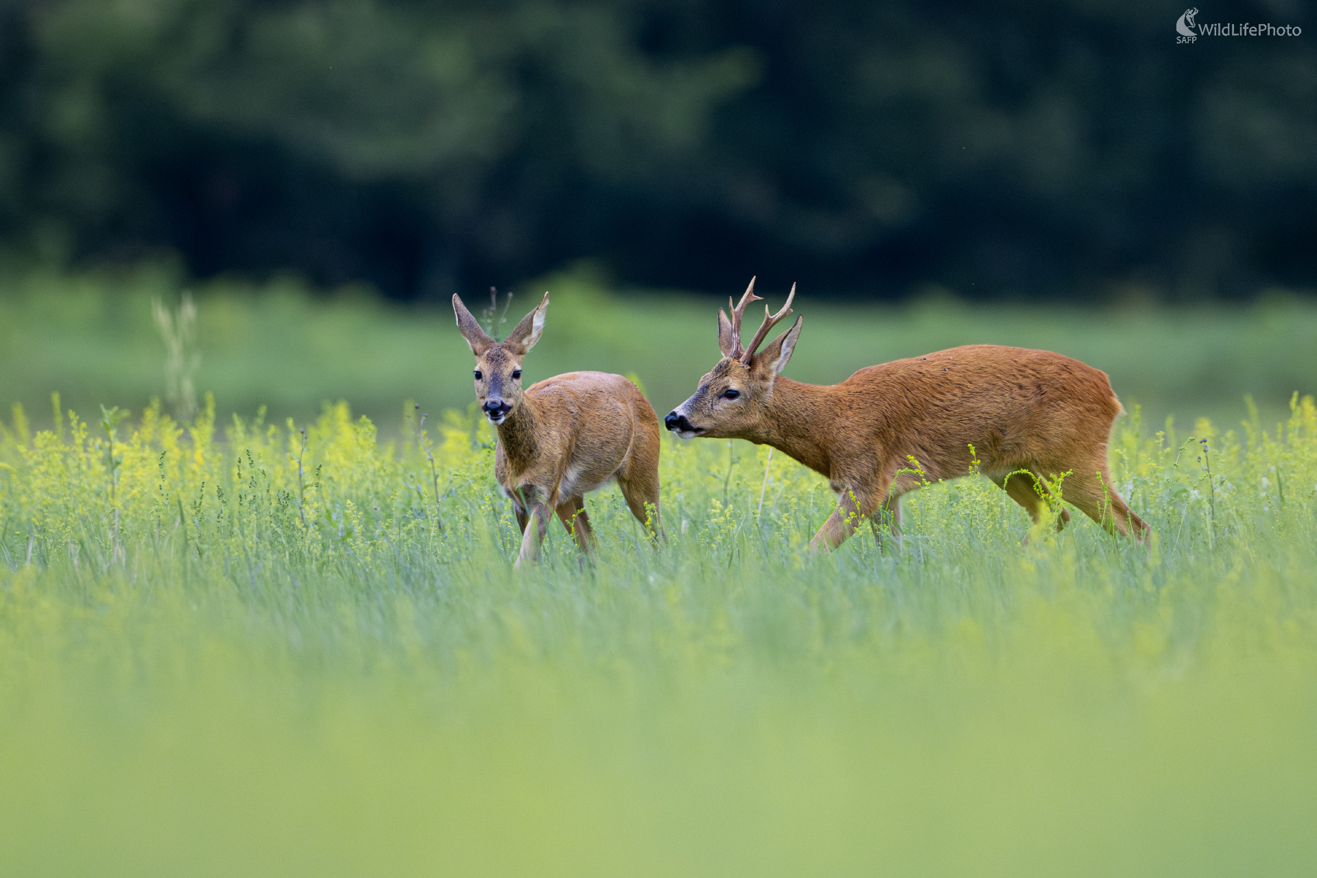 Srnčia láska (Filip Mrocek)