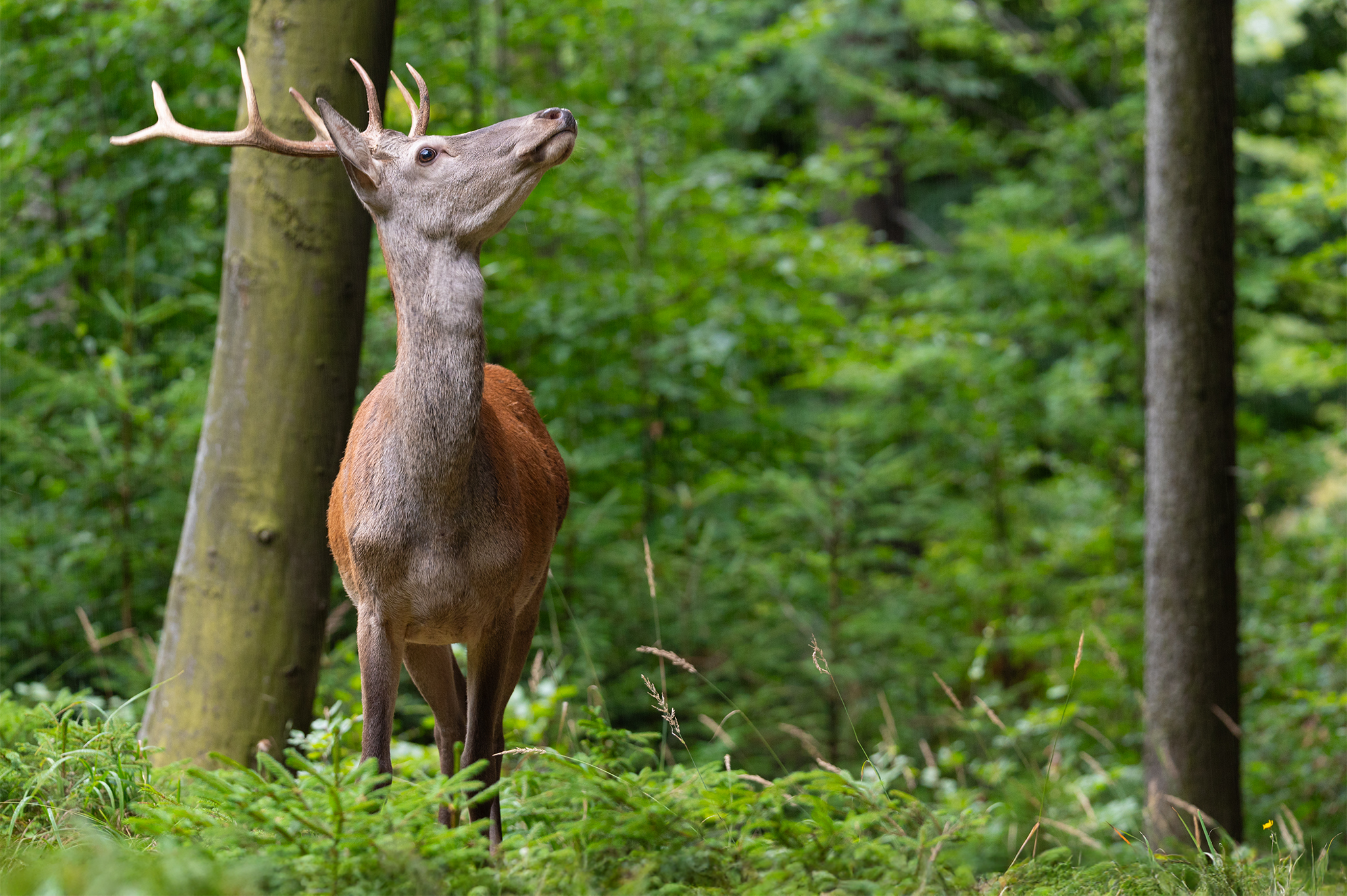 Pach človečiny (Tomáš Smutný)