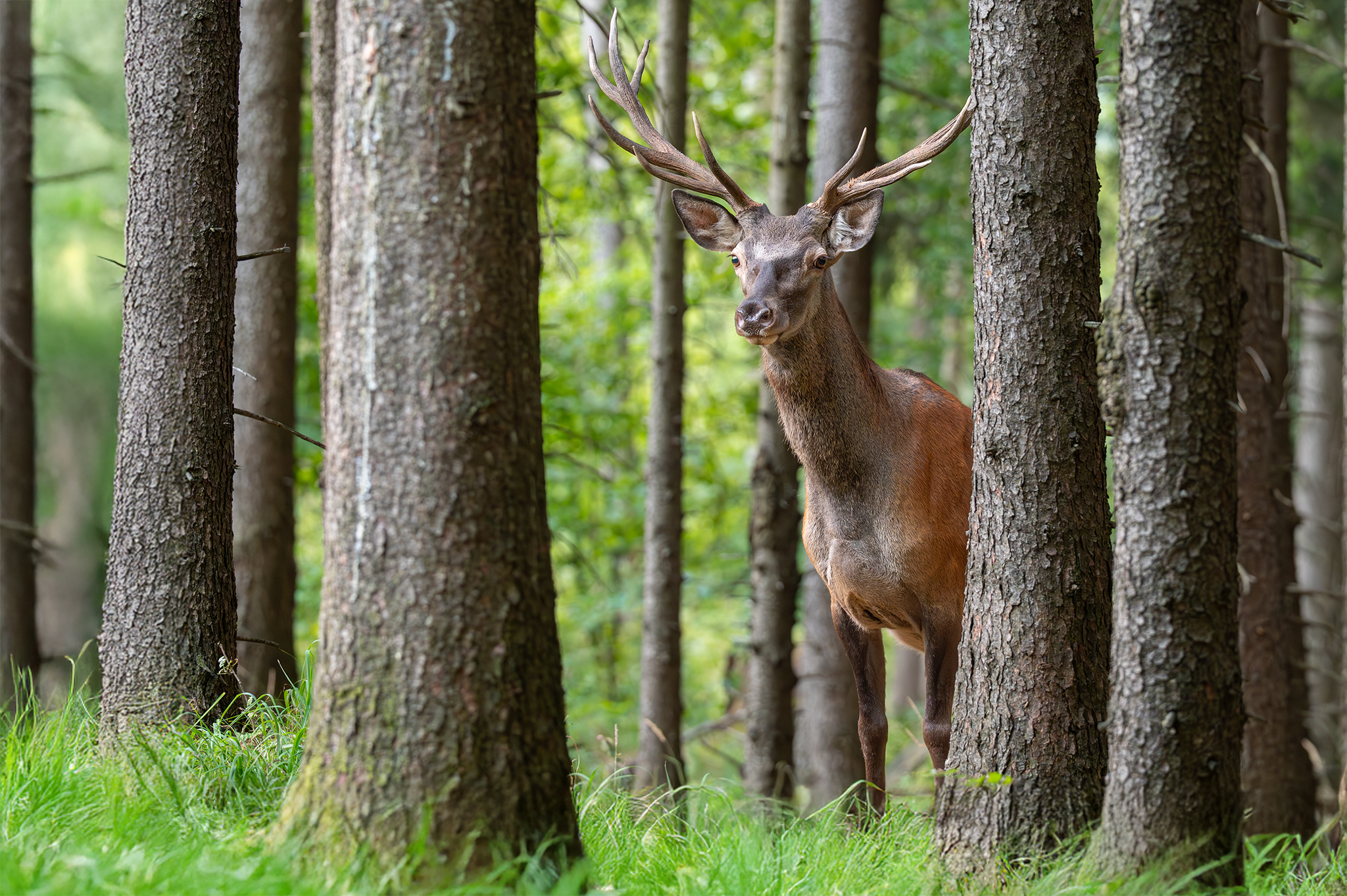 Takmer za tmy (Tomáš Smutný)