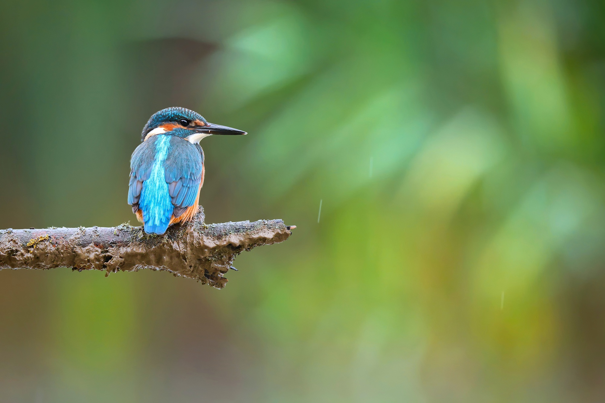 Rybárik (Patrik Rolín)