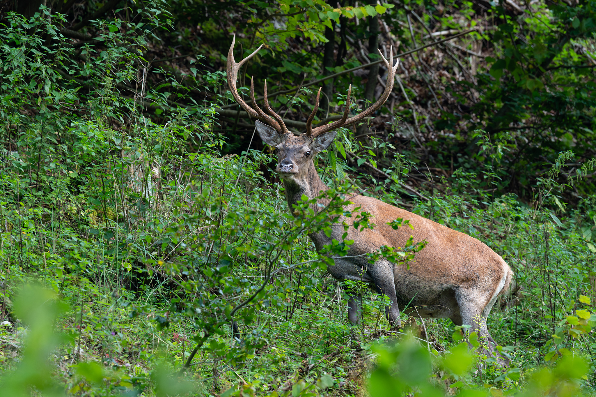 v rúbani ... (Tomáš Smutný)