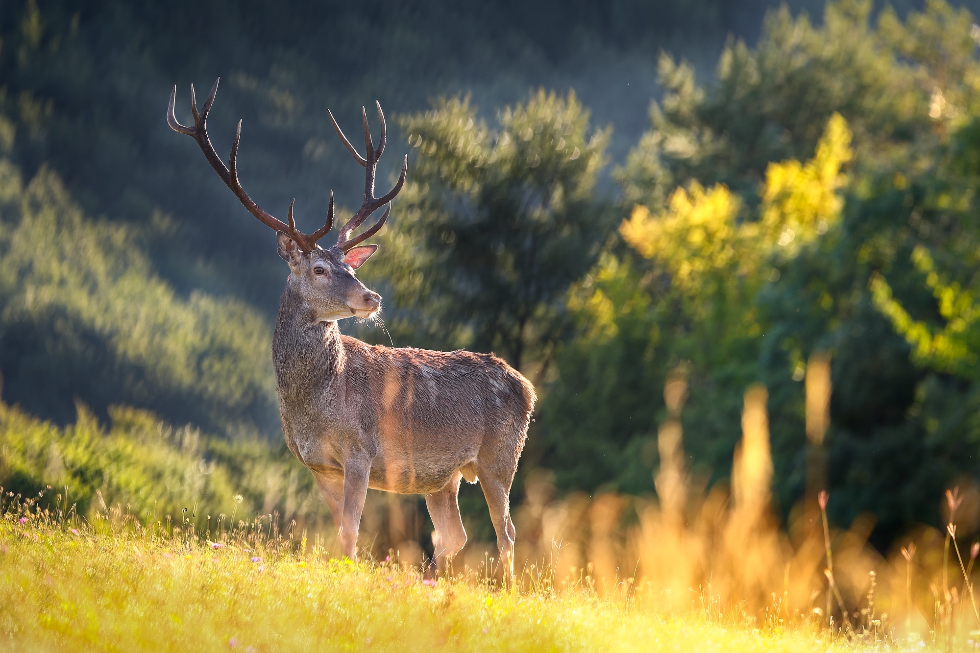 Jelienok (Patrik Rolín)
