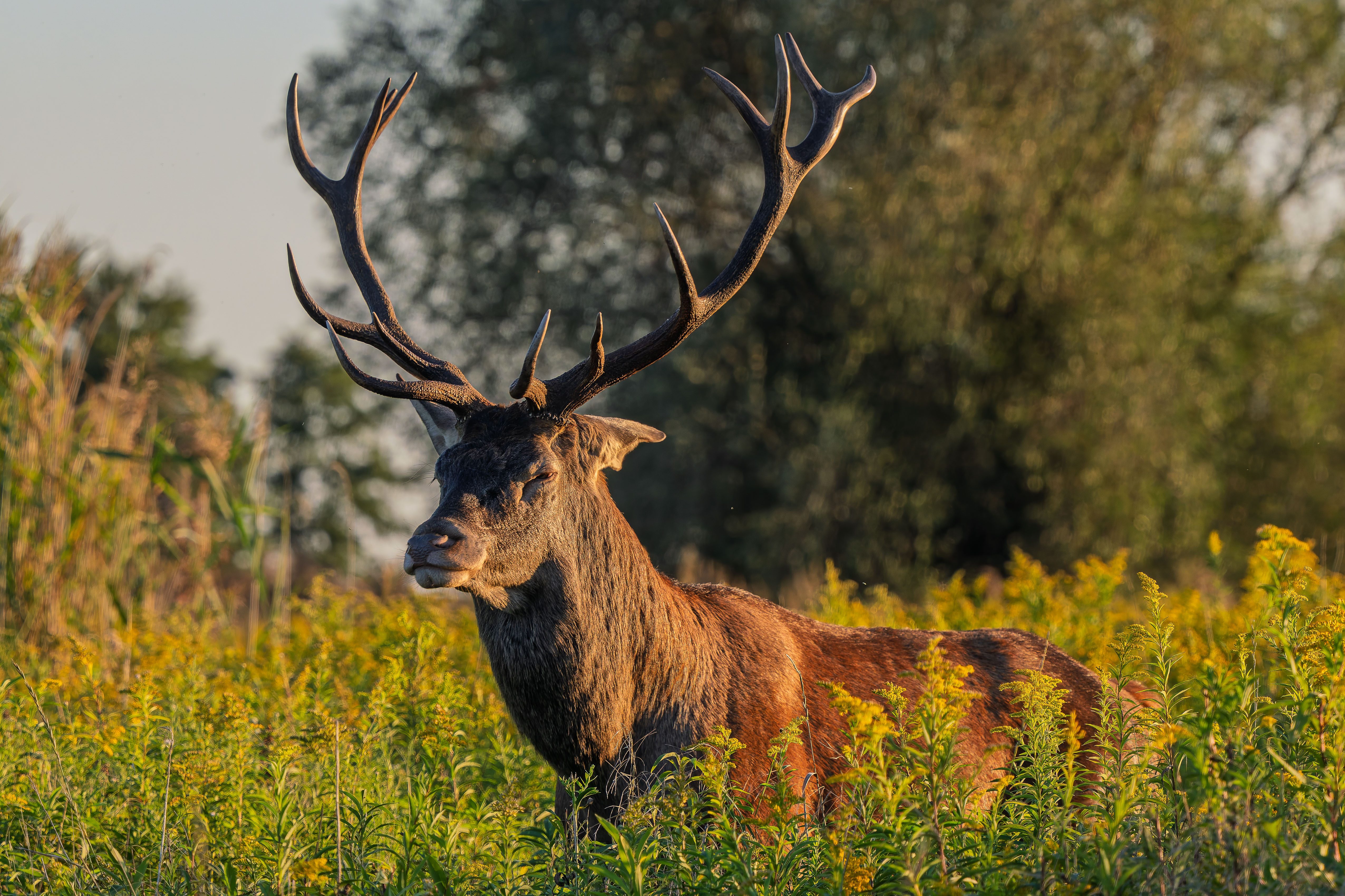 Prišiel na kontrolu (Rasťo  Megyessi)