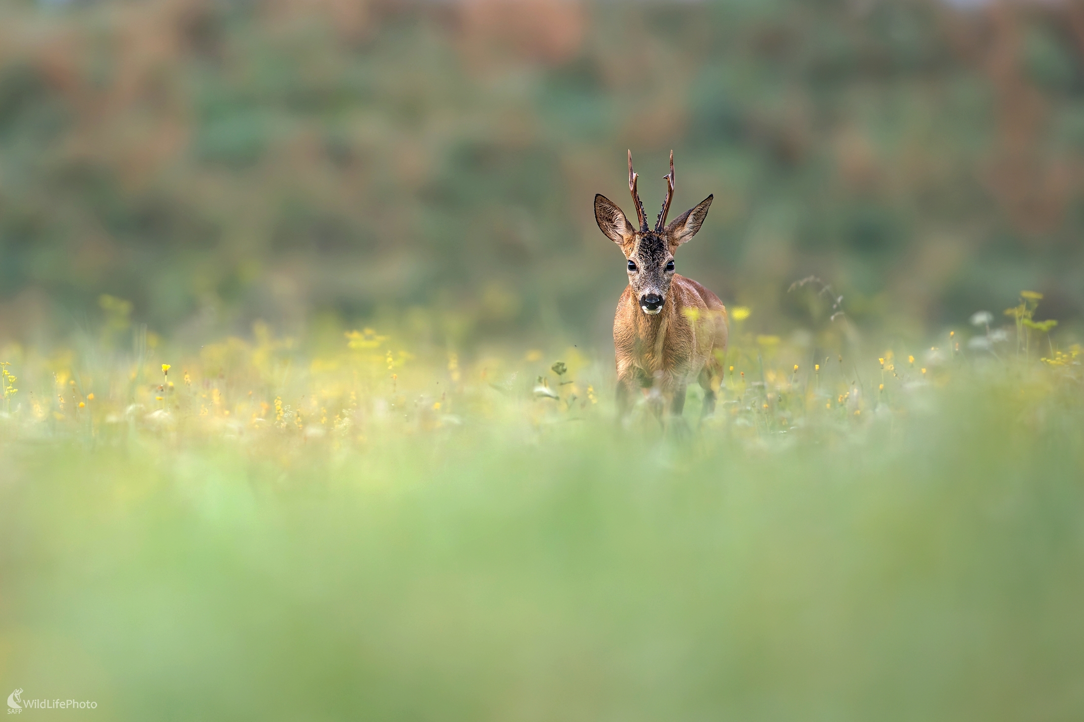 Ráno na srnčej ruji (František Hromada)
